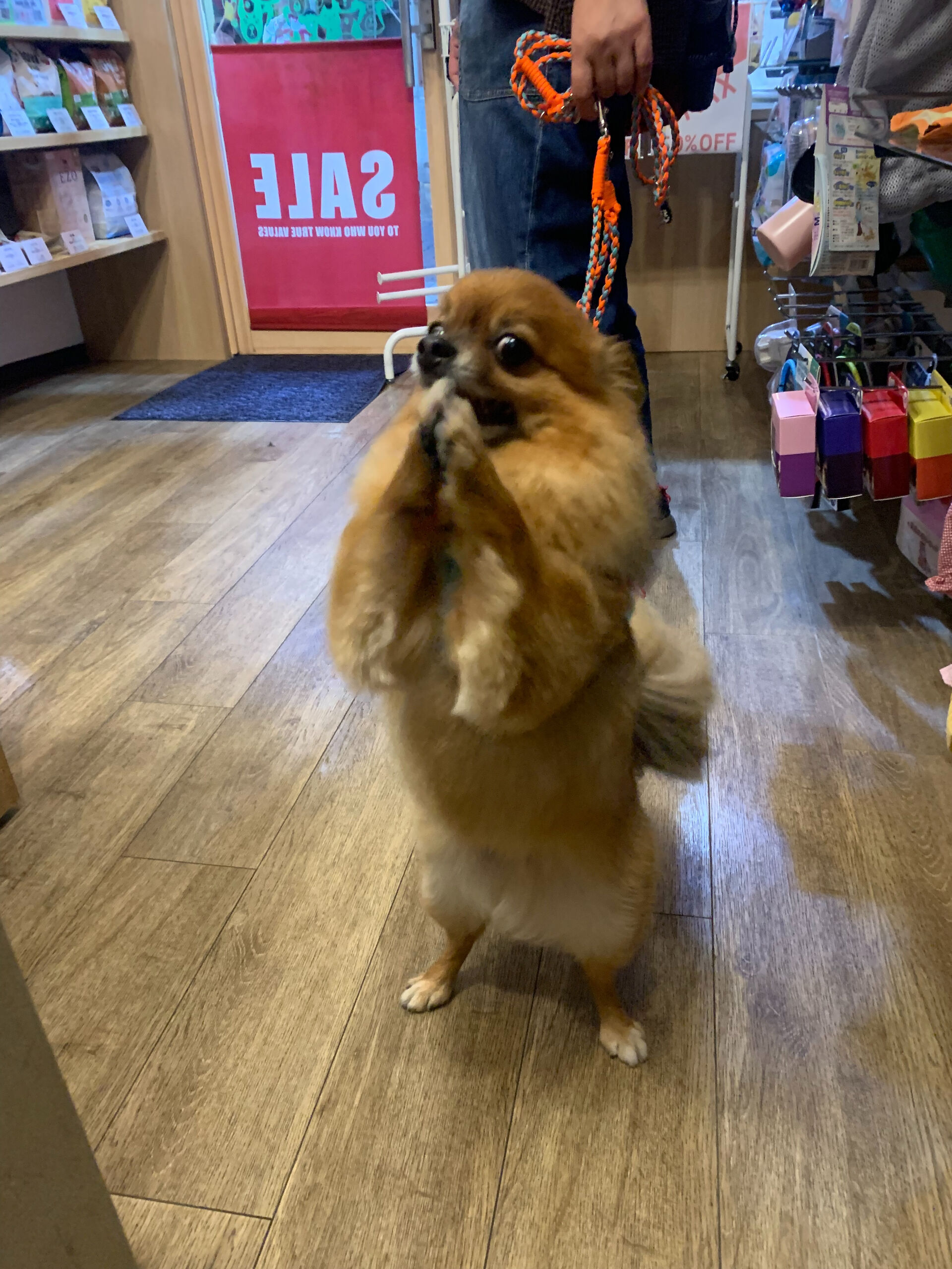 こてつくんご来店ありがとうございます😊