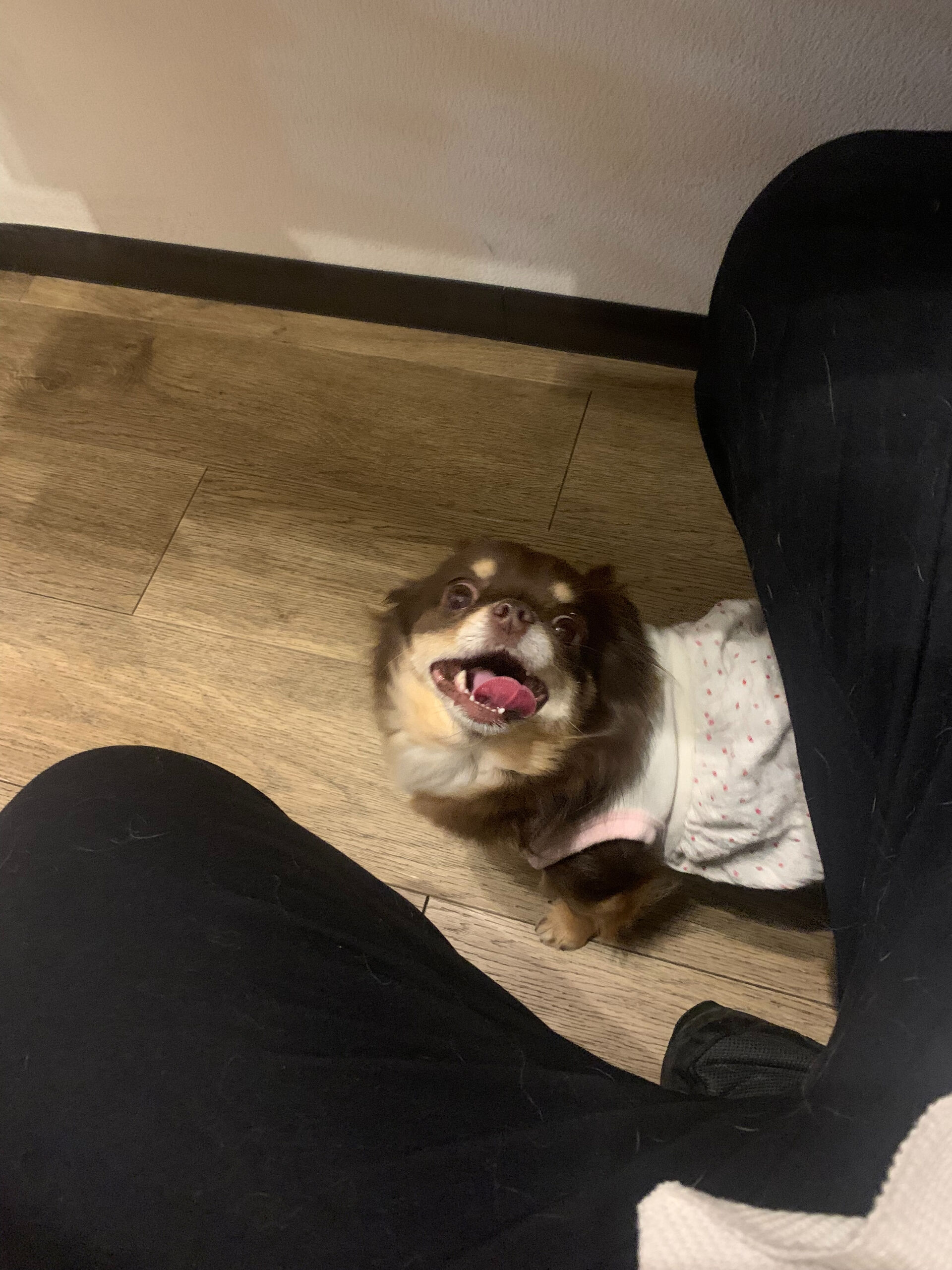 本日の大トリはテンちゃんでしたー✨