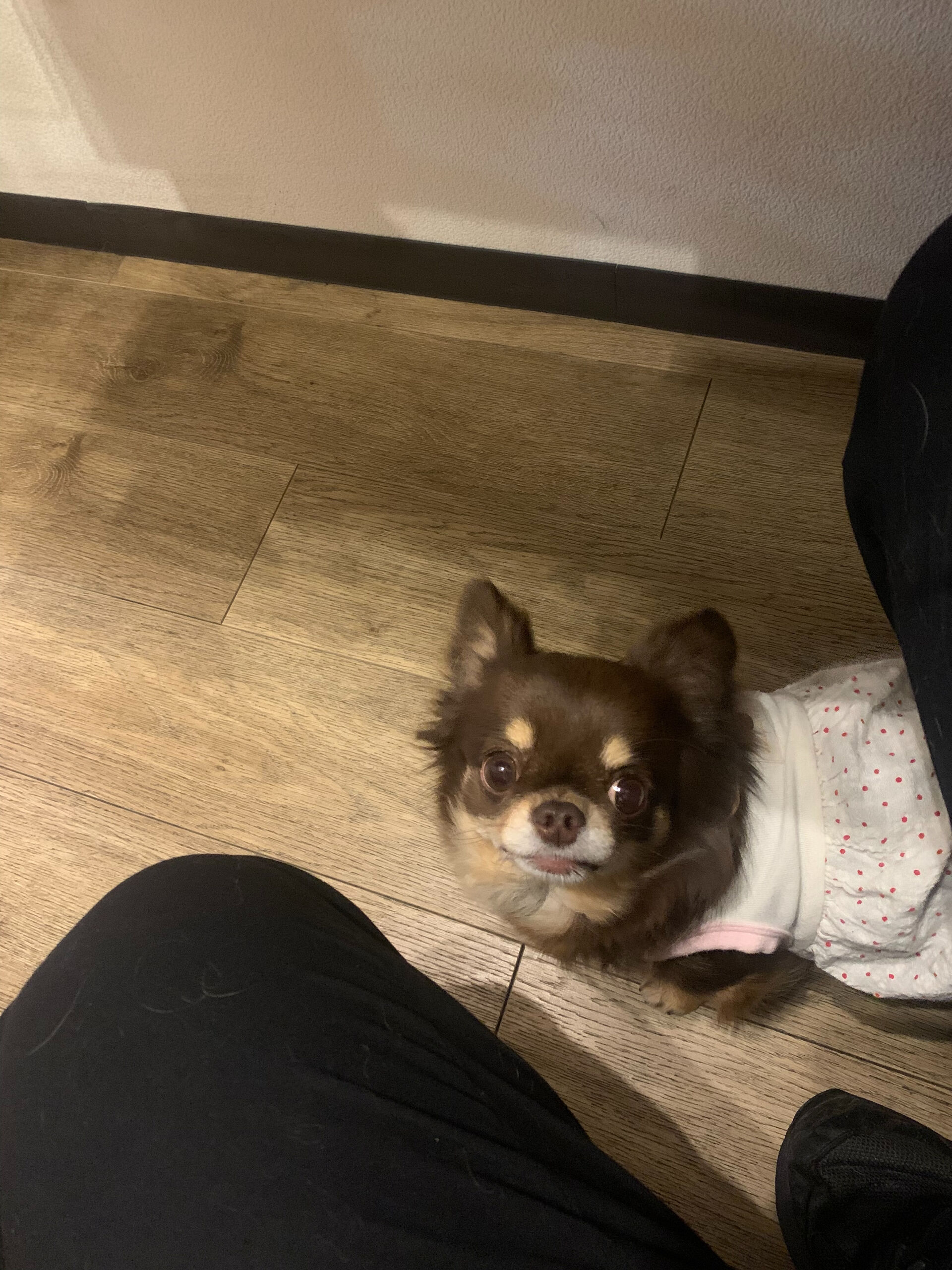 本日の大トリはテンちゃんでしたー✨