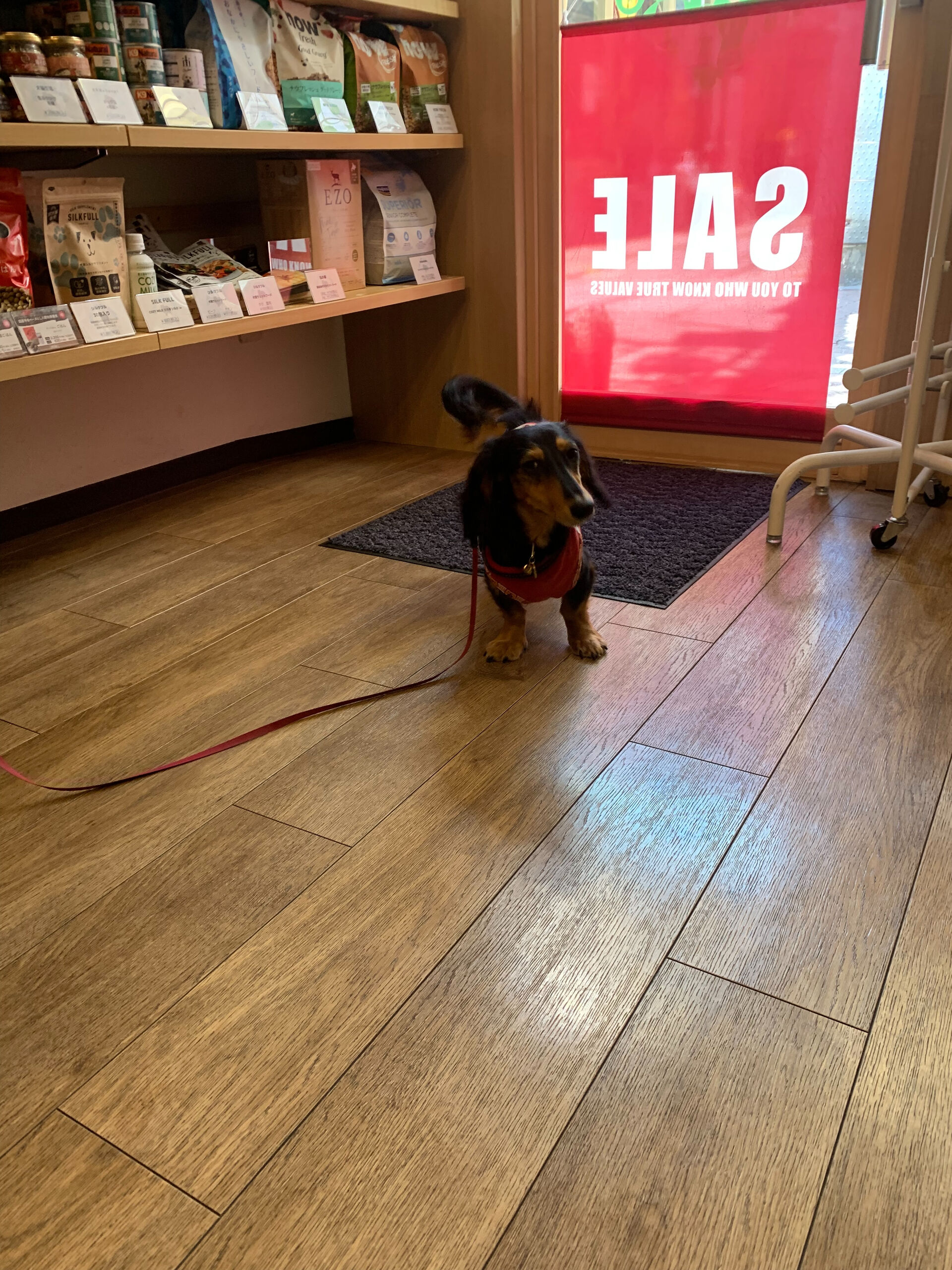 ココアくんご来店ありがとうございます😊
