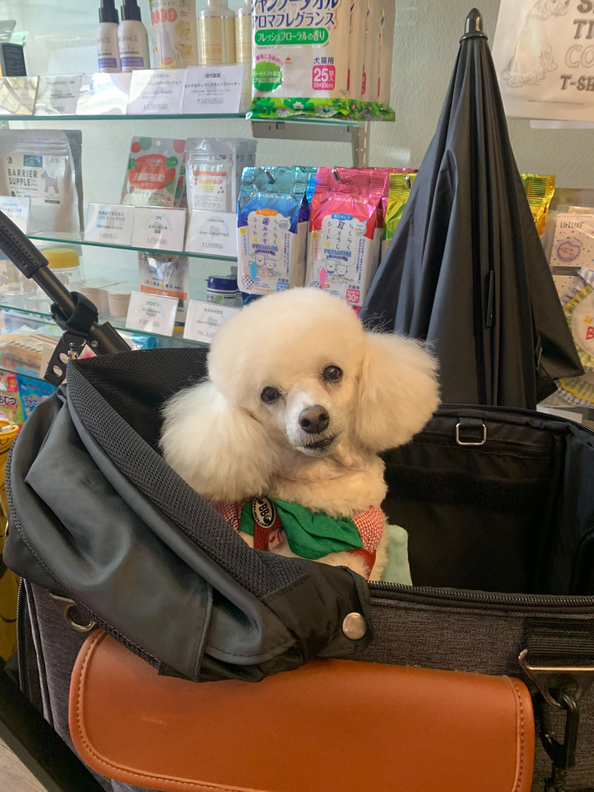ポンスちゃんご来店ありがとうございます😊