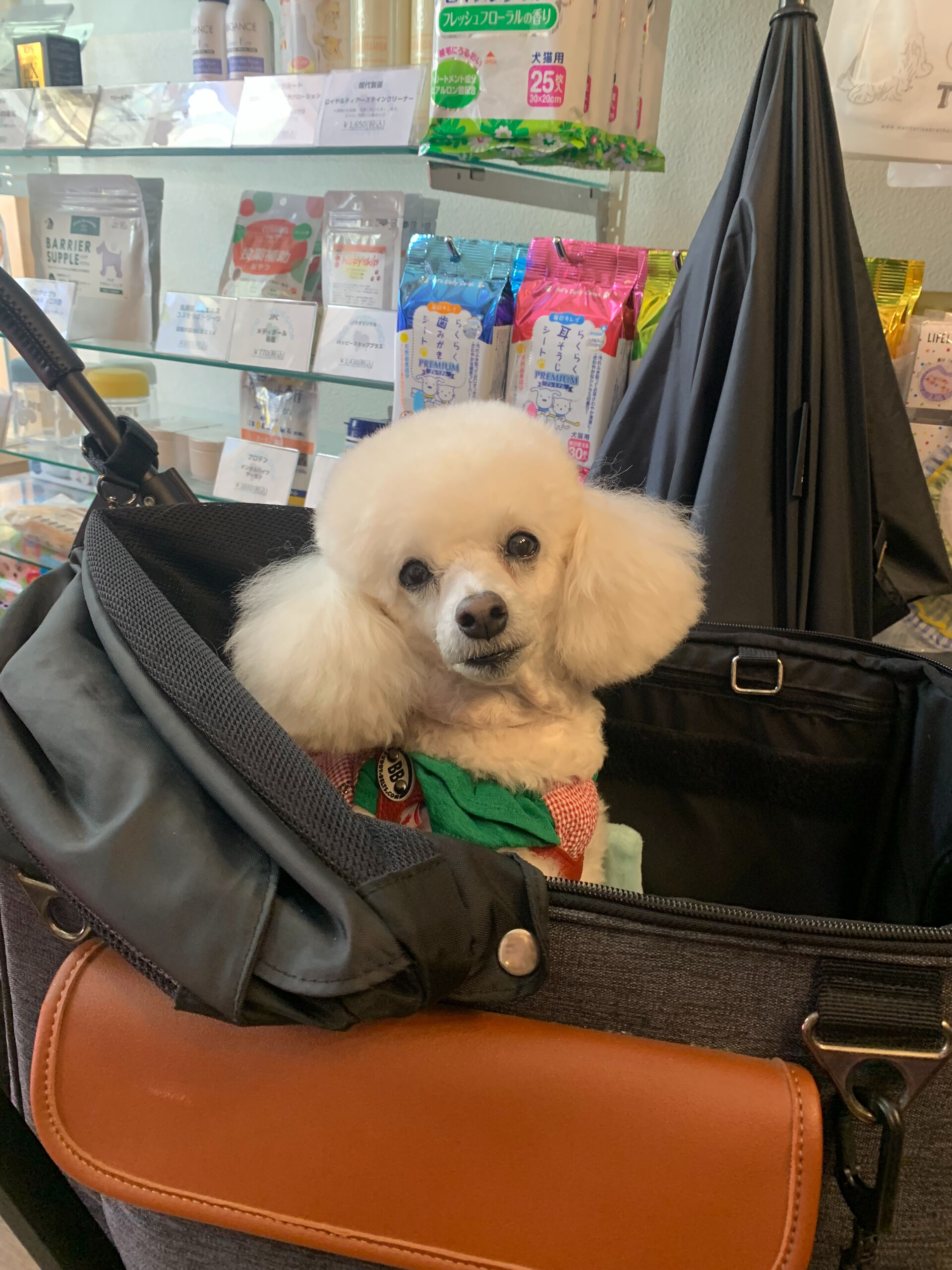 ポンスちゃんご来店ありがとうございます😊