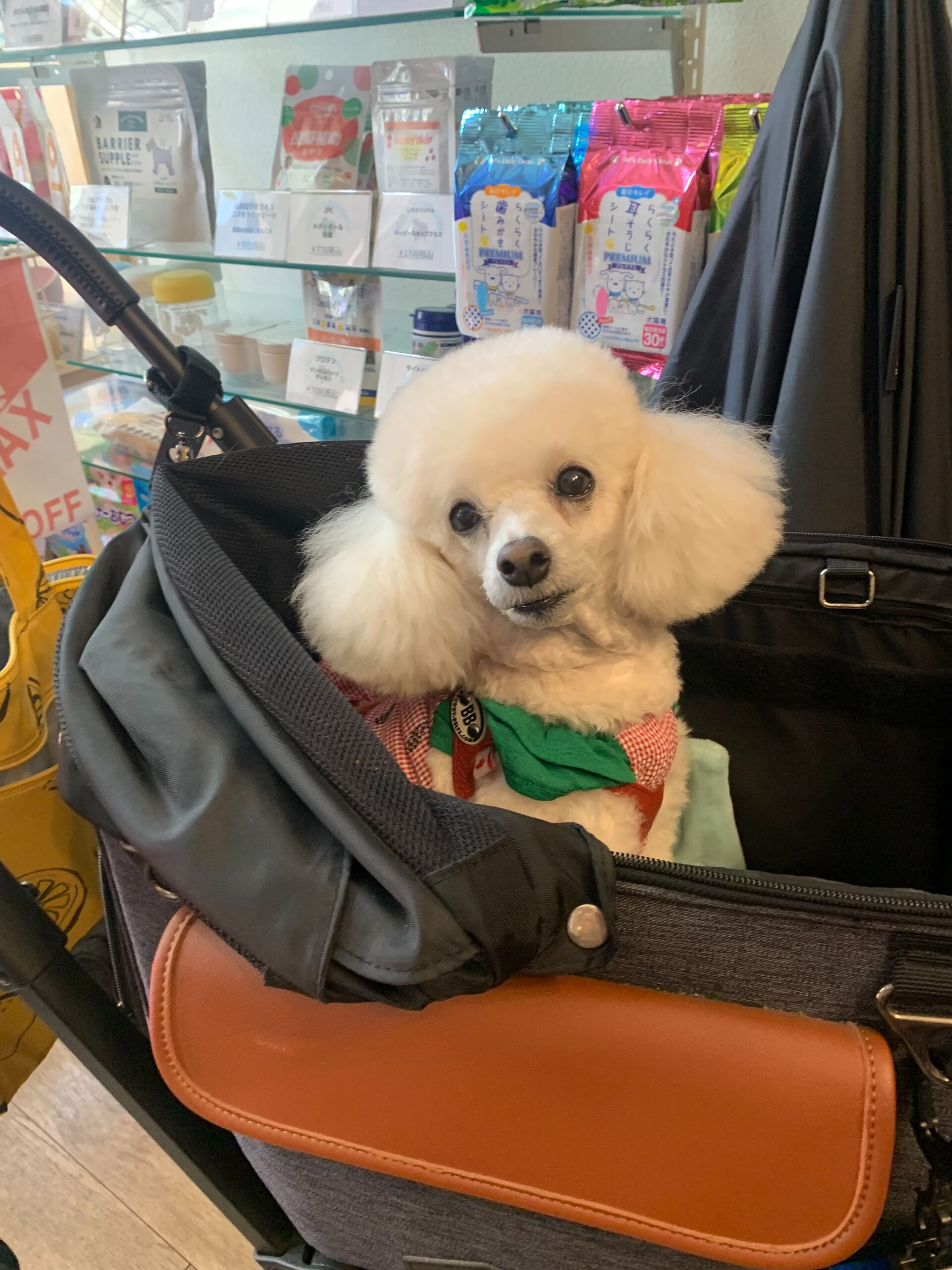 ポンスちゃんご来店ありがとうございます😊