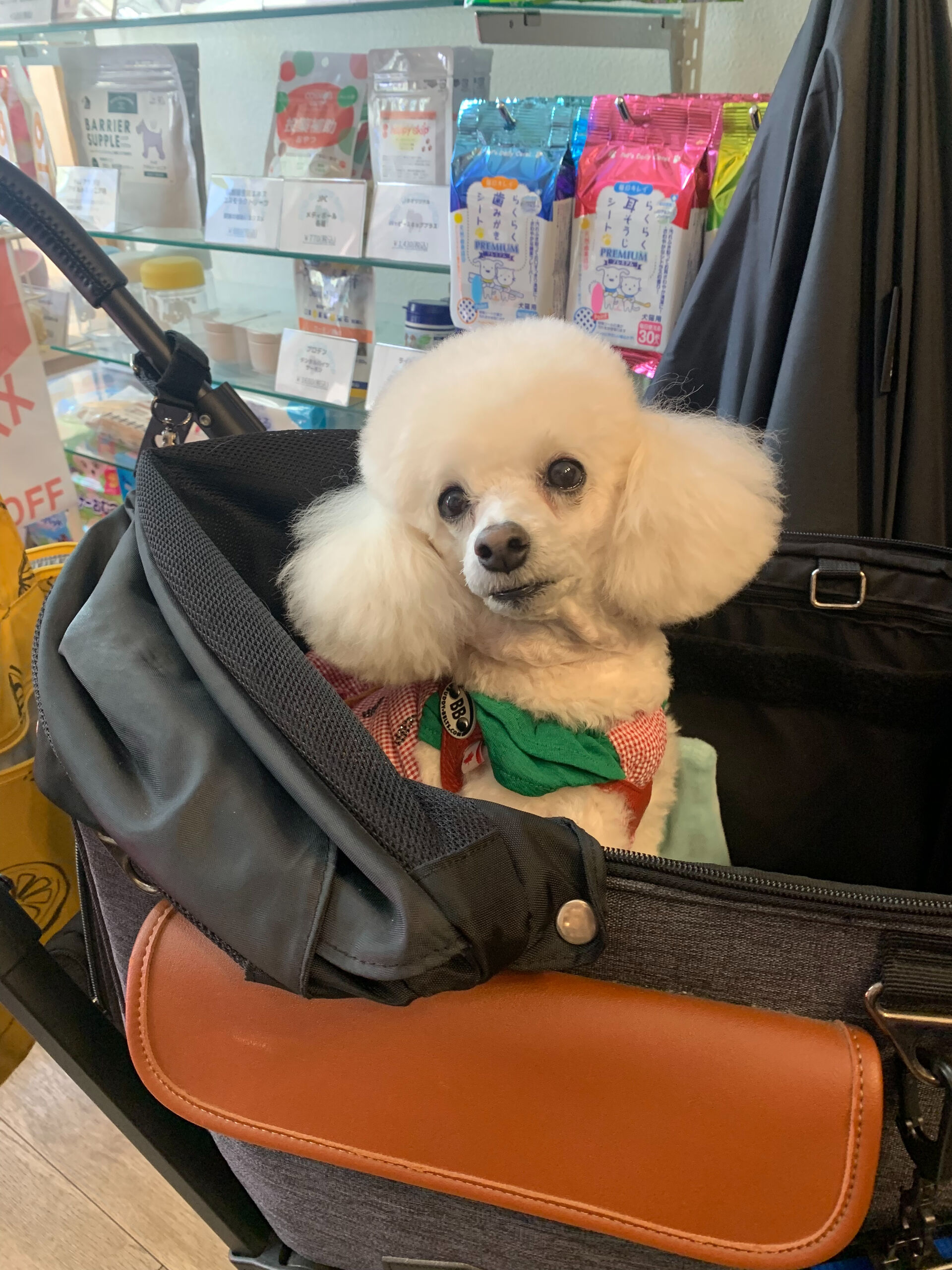 ポンスちゃんご来店ありがとうございます😊