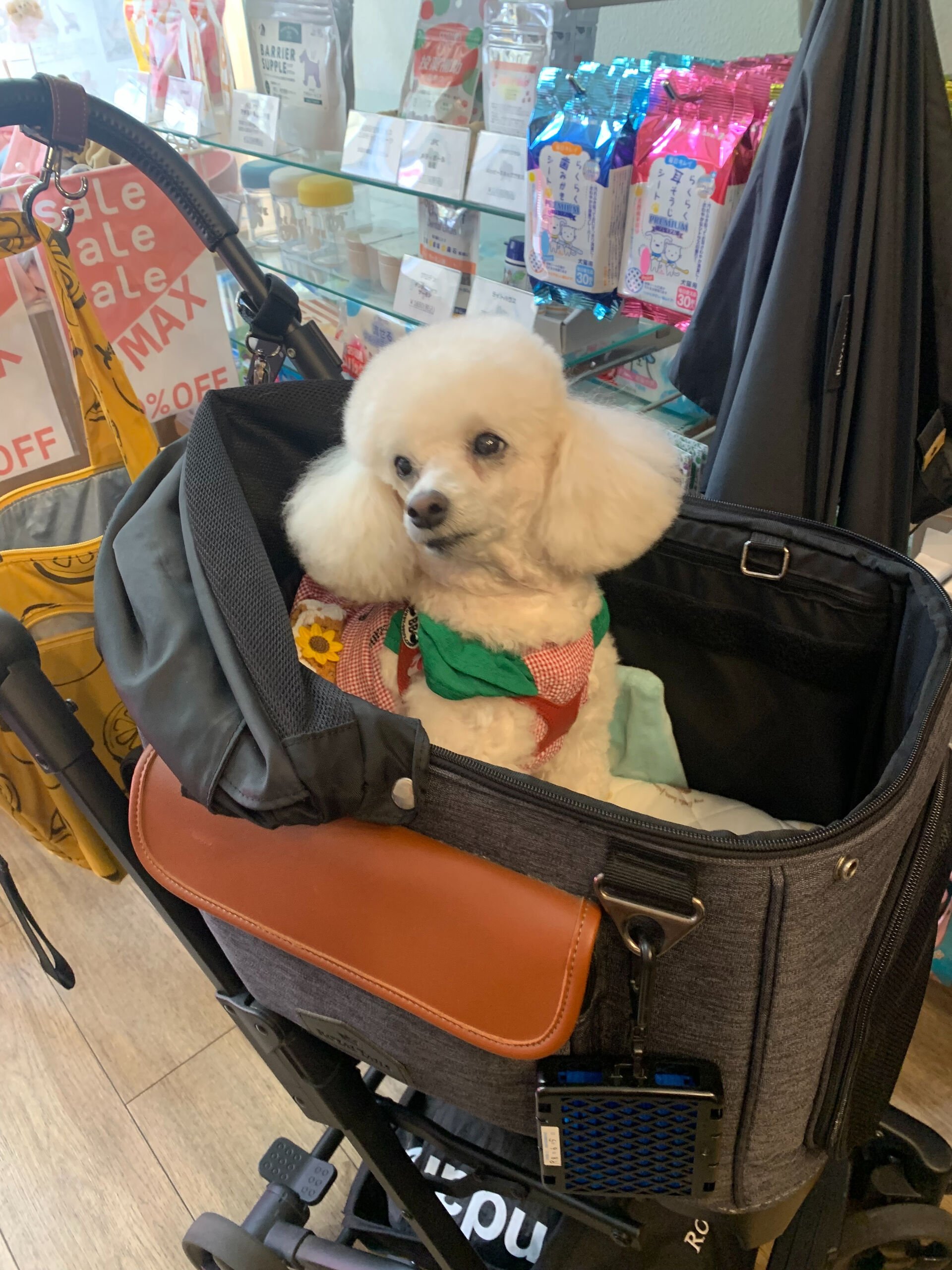 ポンスちゃんご来店ありがとうございます😊