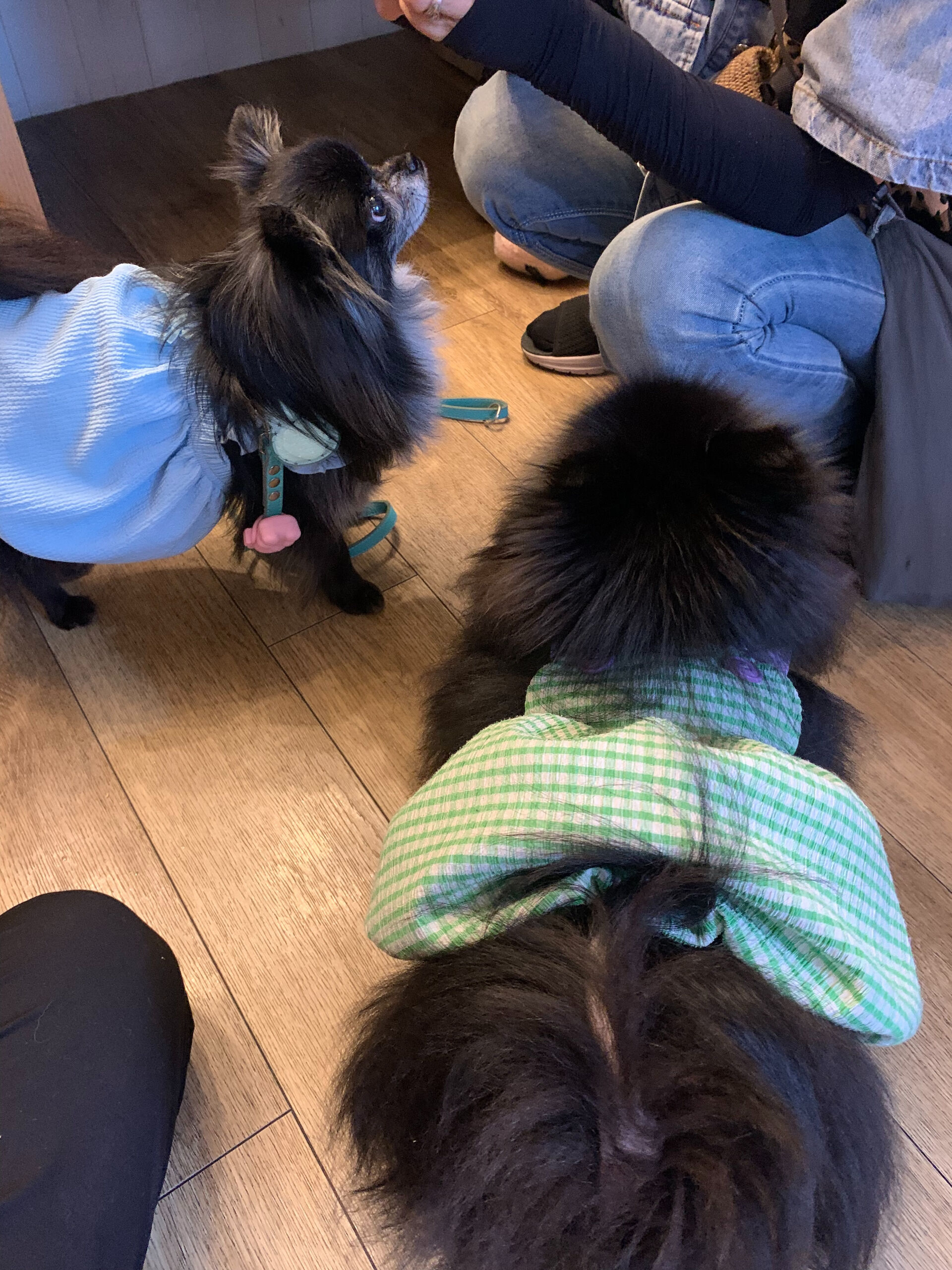ラナちゃんご来店ありがとうございます😊