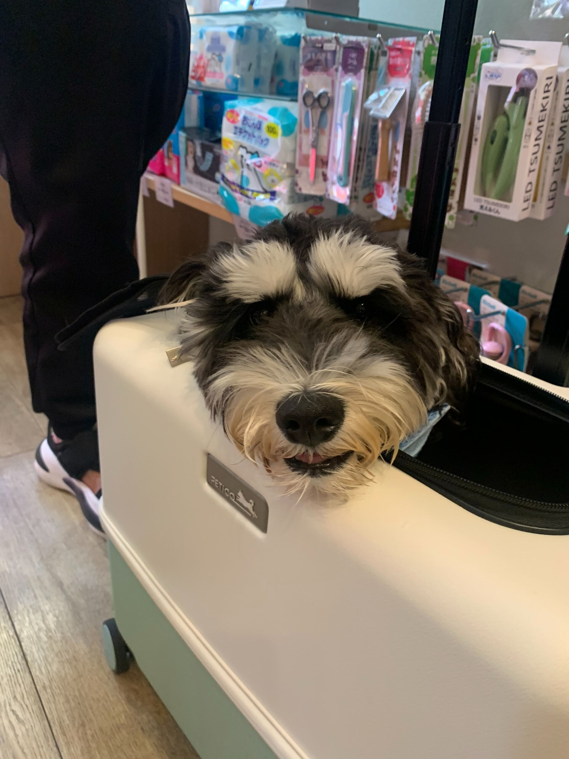 ソルくんご来店ありがとうございます😊