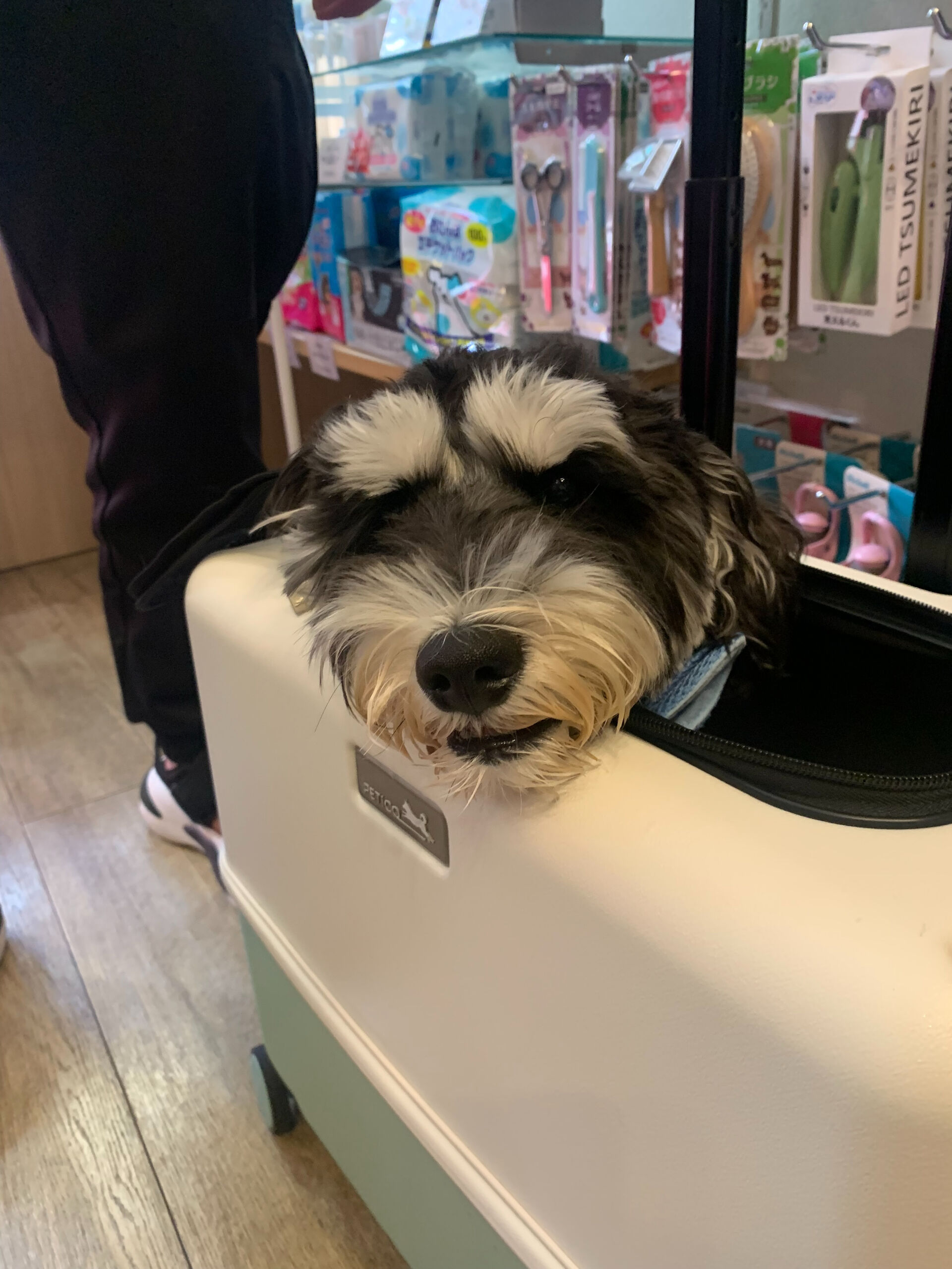 ソルくんご来店ありがとうございます😊