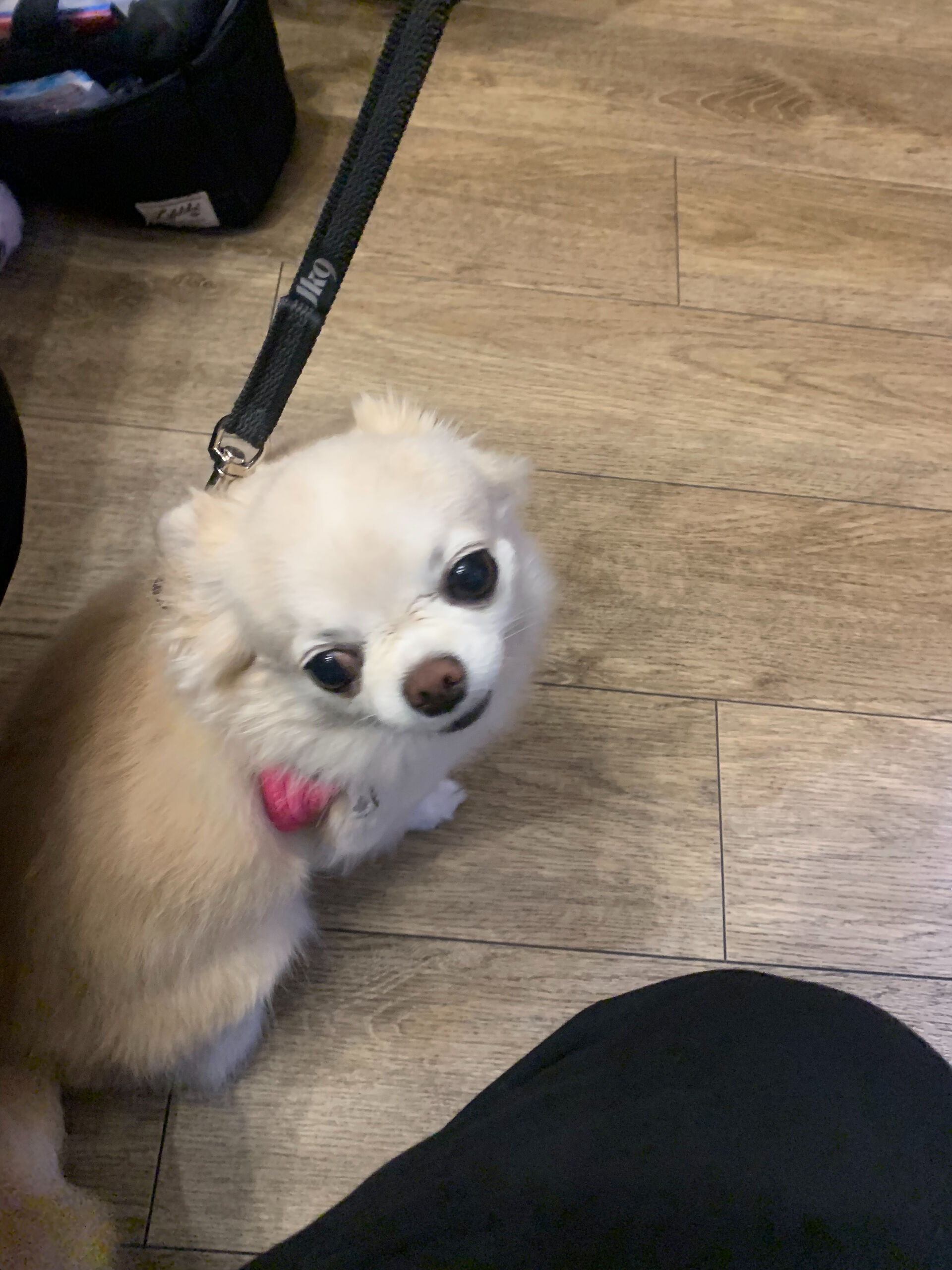 ルルちゃんご来店ありがとうございます😊