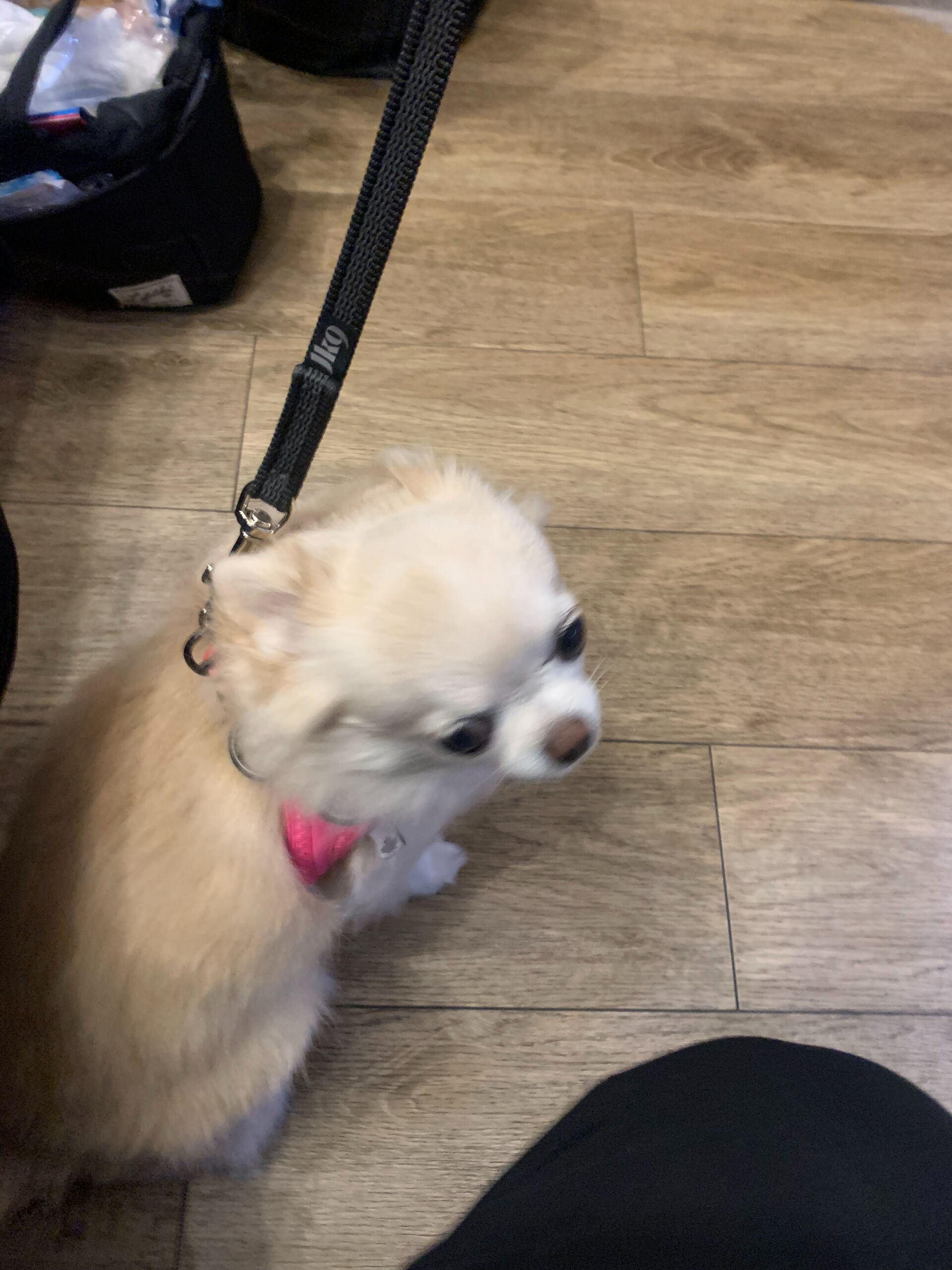 ルルちゃんご来店ありがとうございます😊