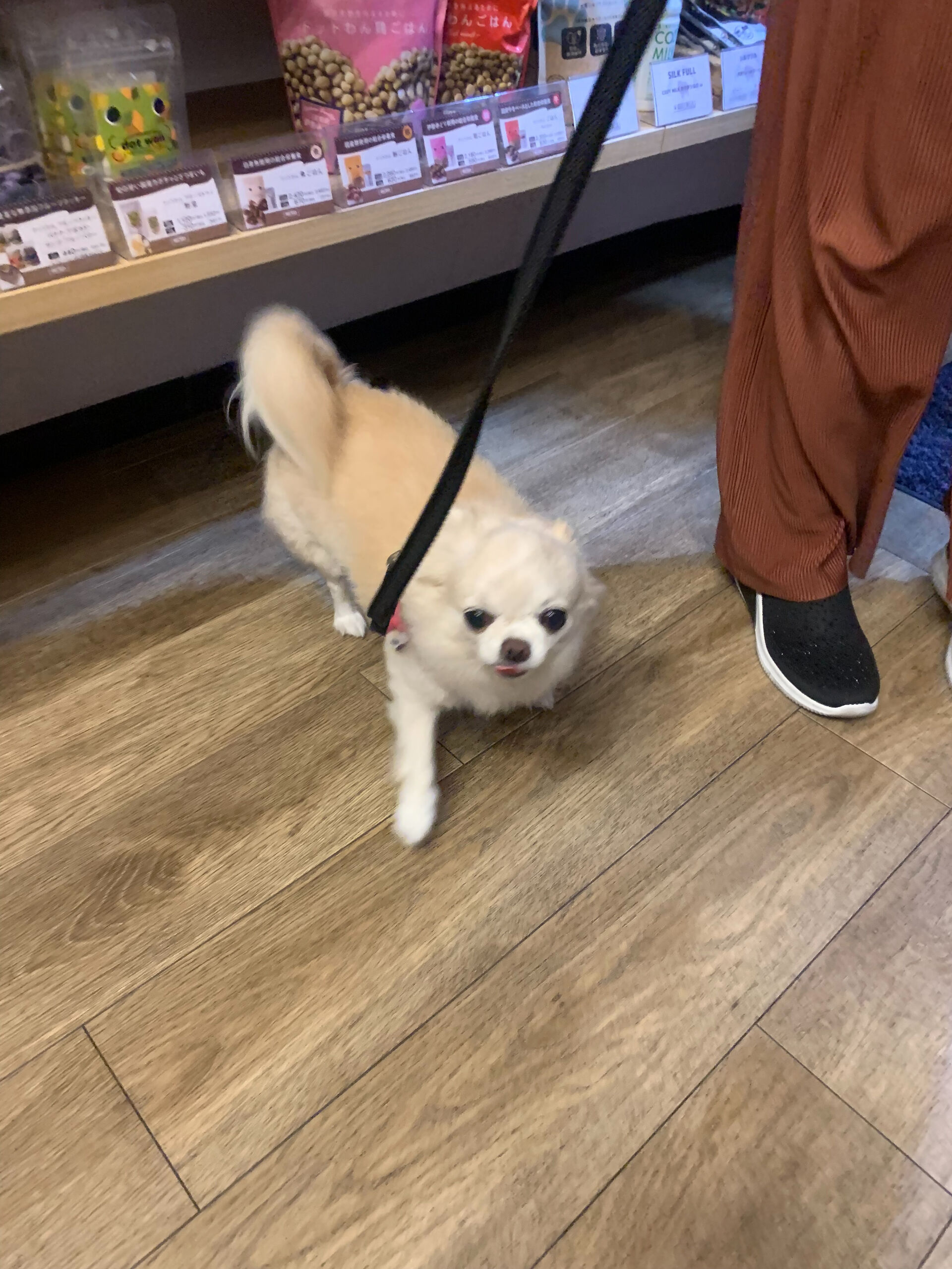 ルルちゃんご来店ありがとうございます😊