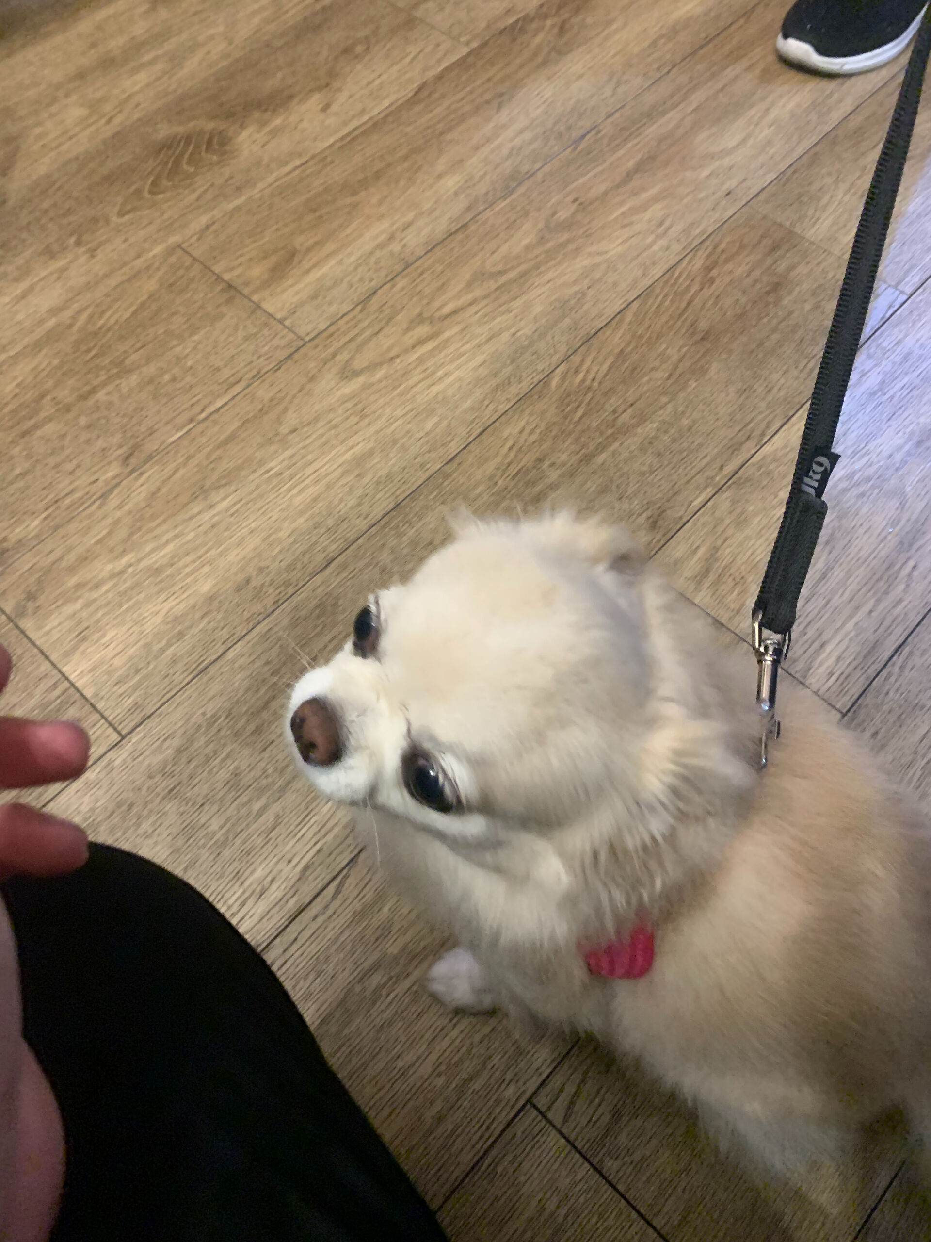 ルルちゃんご来店ありがとうございます😊