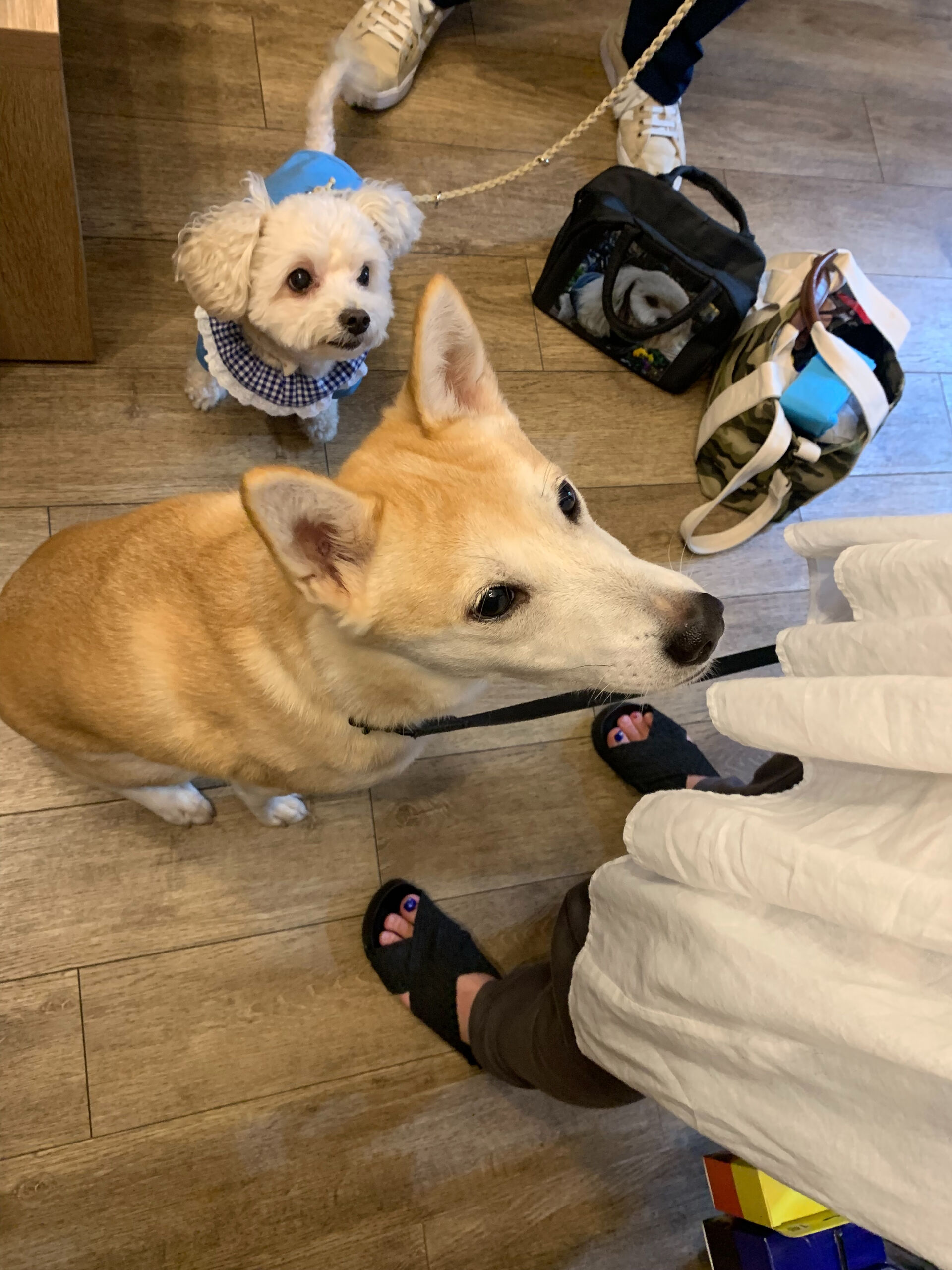 こむぎくんご来店ありがとうございます😊
