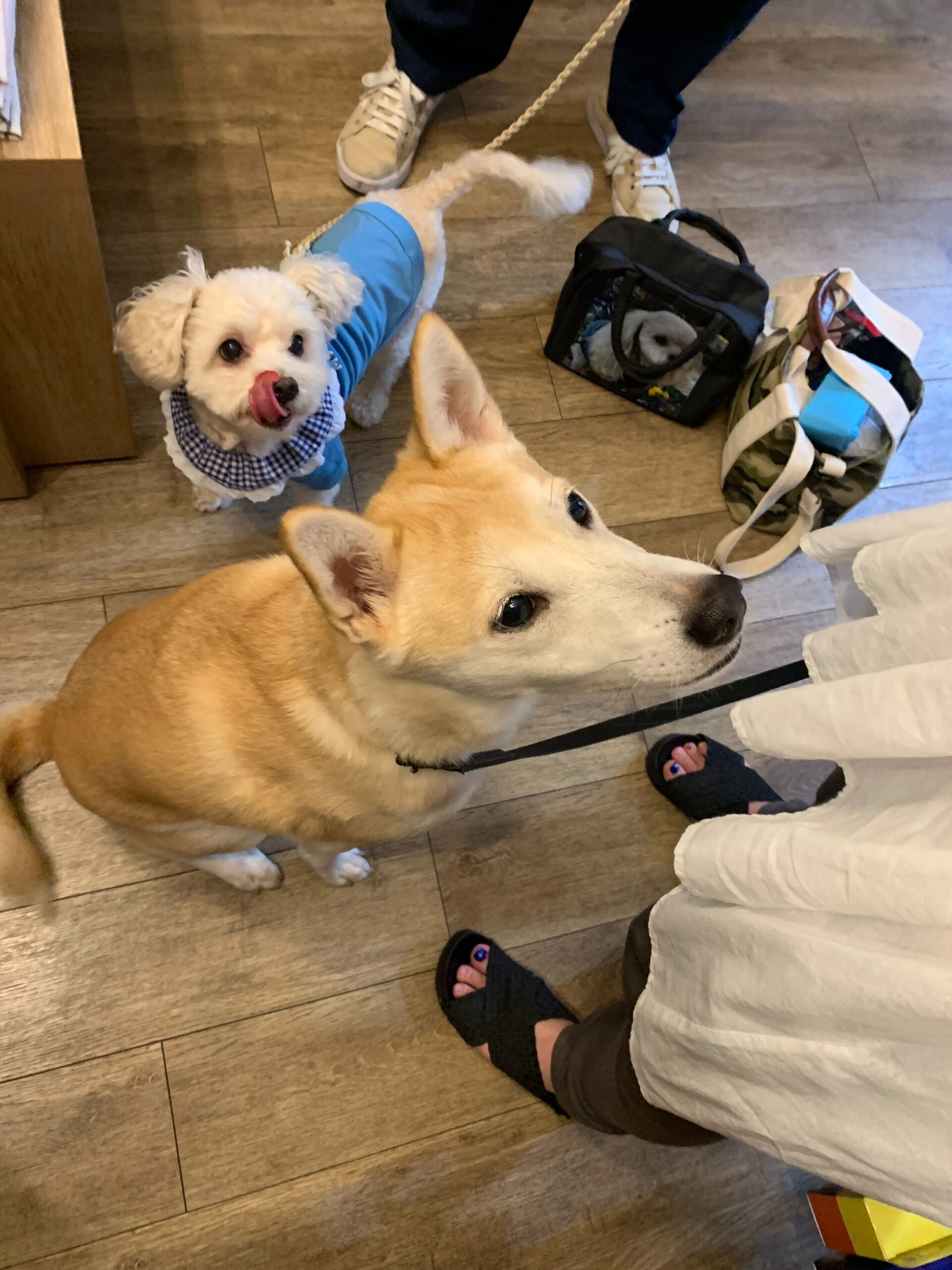 こむぎくんご来店ありがとうございます😊