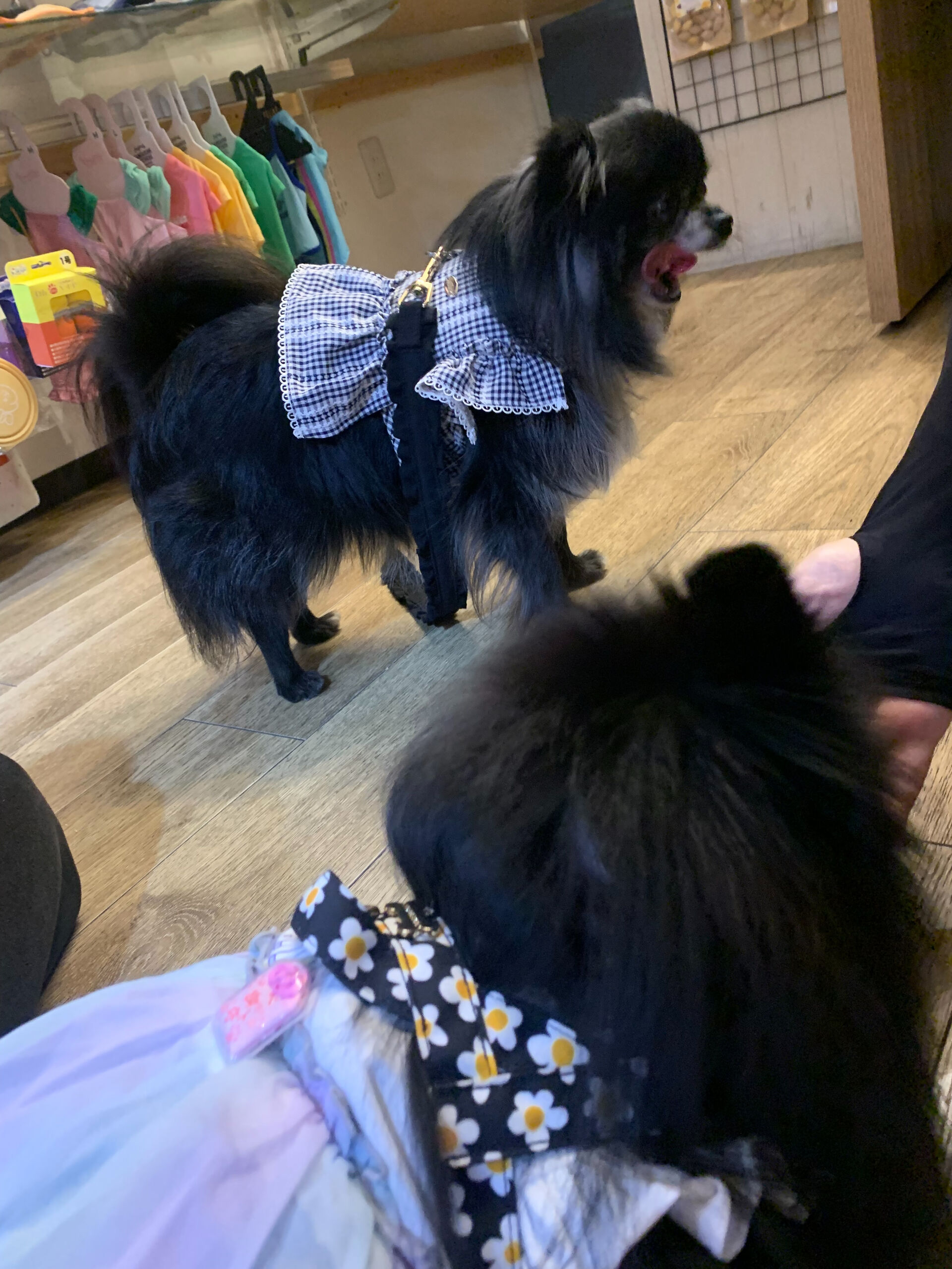 本日の大トリはラナちゃんでしたー👏