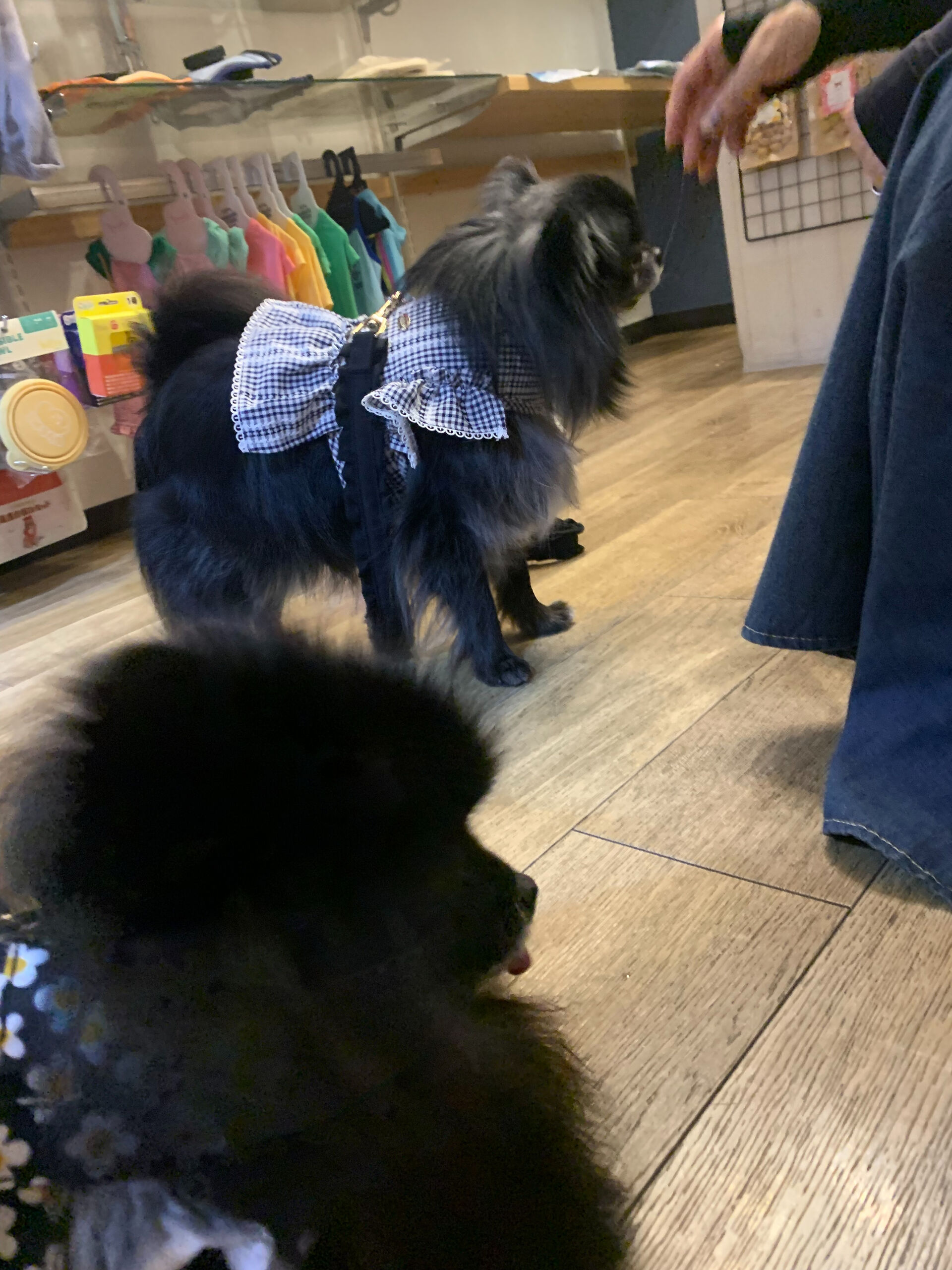 本日の大トリはラナちゃんでしたー👏