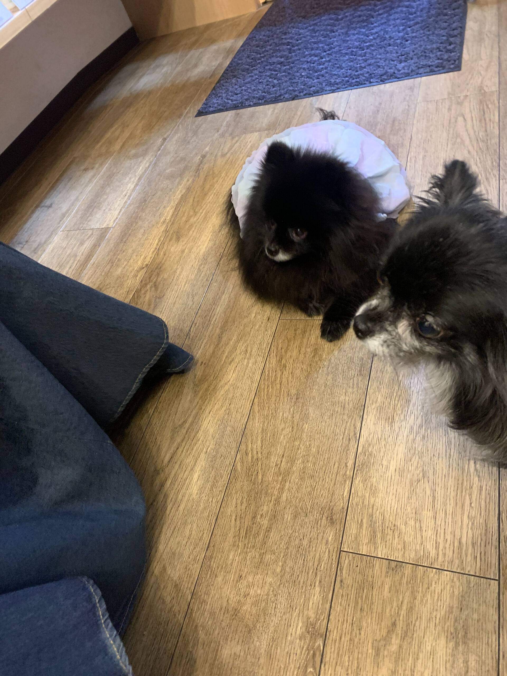 本日の大トリはラナちゃんでしたー👏