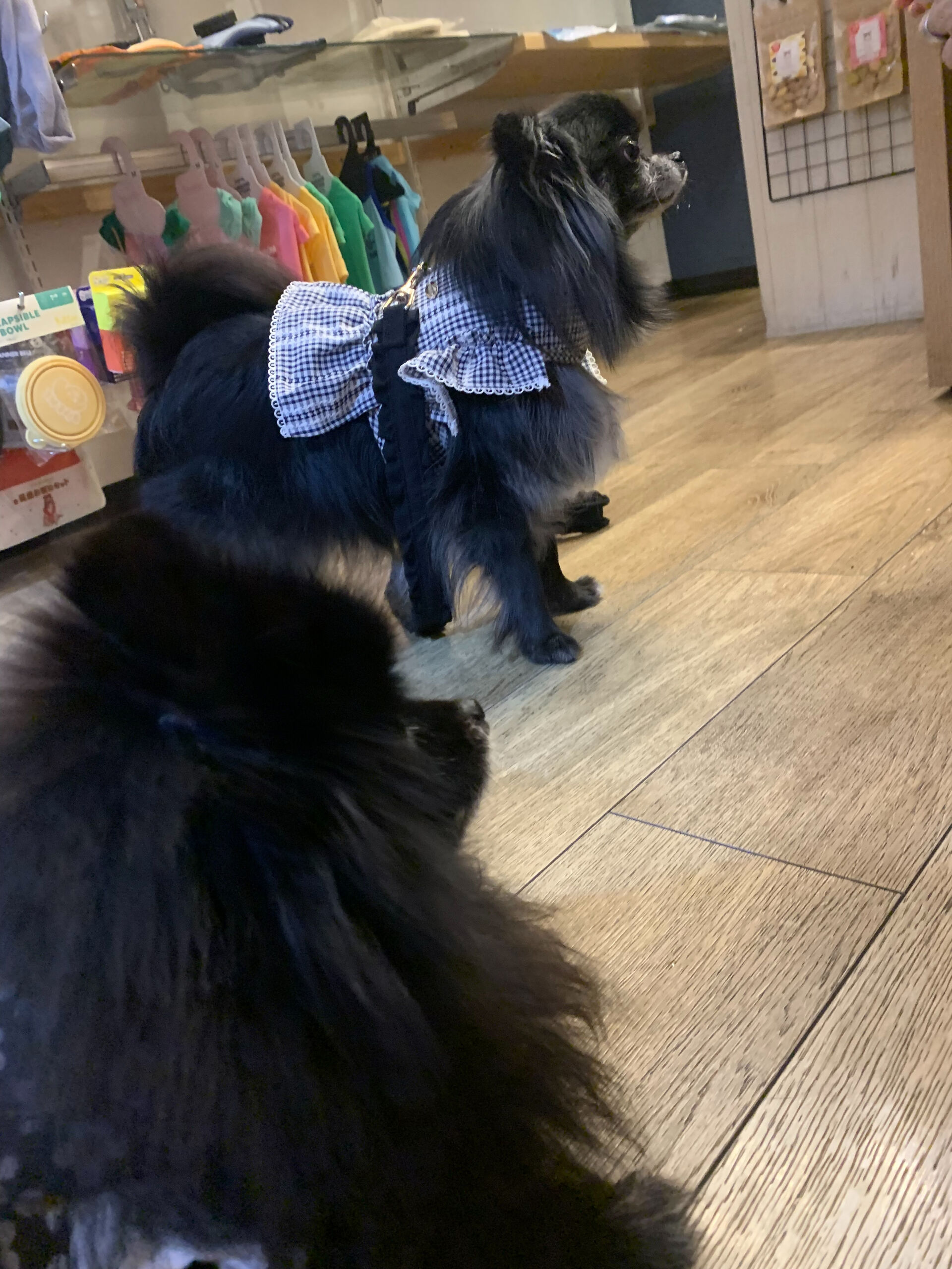 本日の大トリはラナちゃんでしたー👏