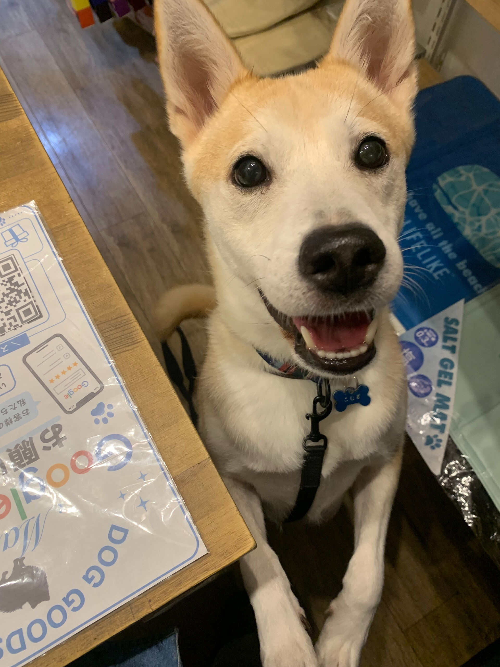 こむぎくんご来店ありがとうございます😊