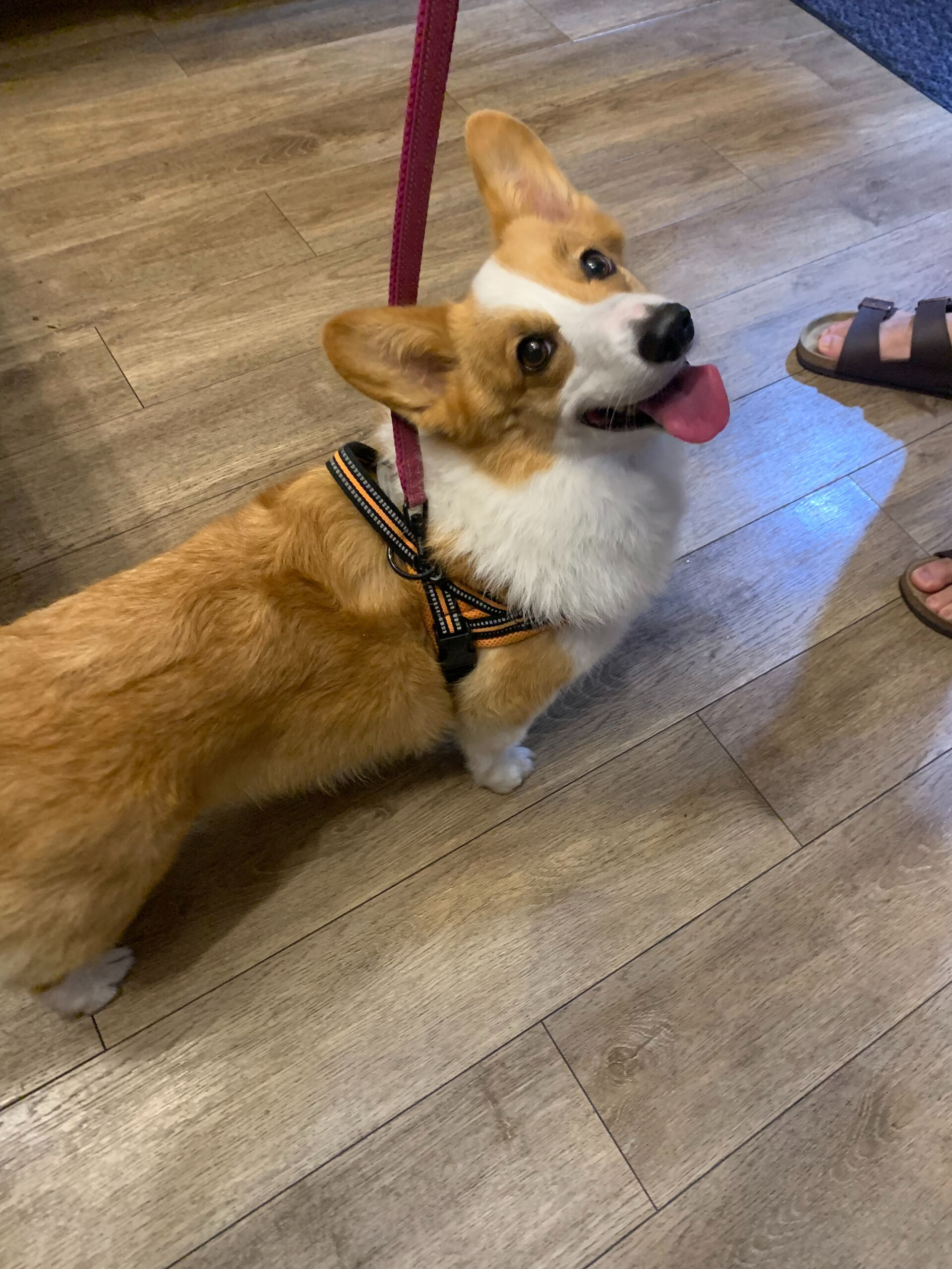 はなちゃんご来店ありがとうございます😊