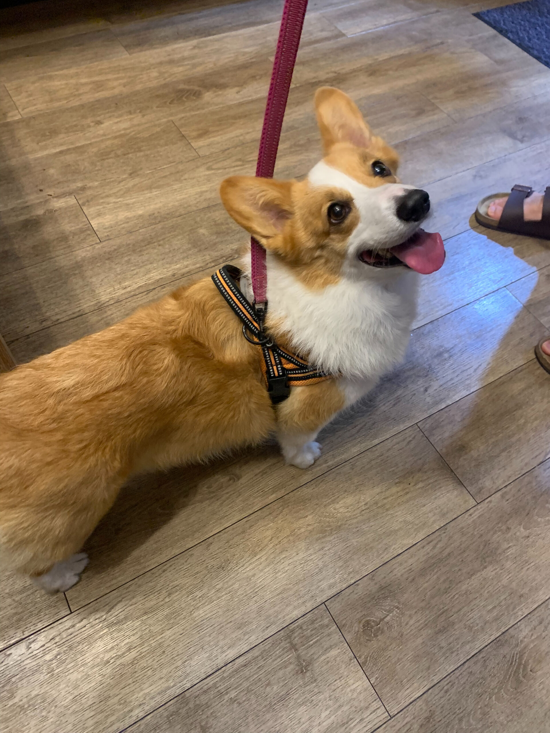 はなちゃんご来店ありがとうございます😊
