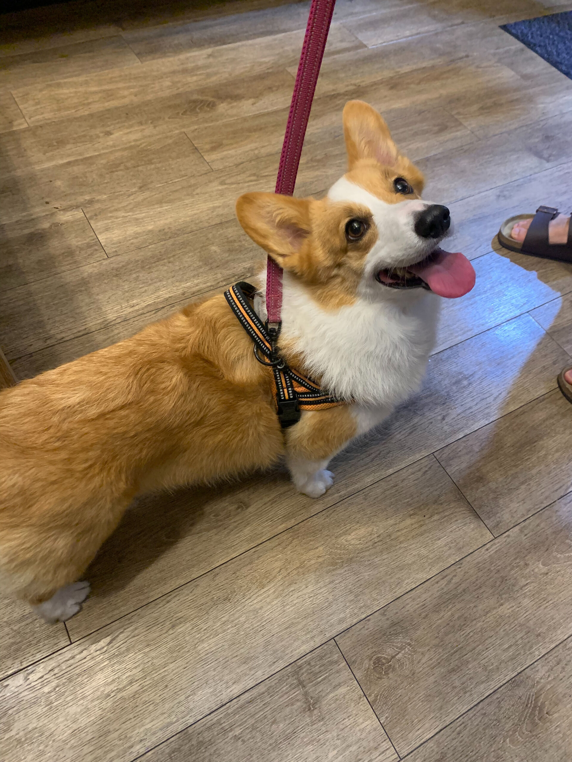 はなちゃんご来店ありがとうございます😊