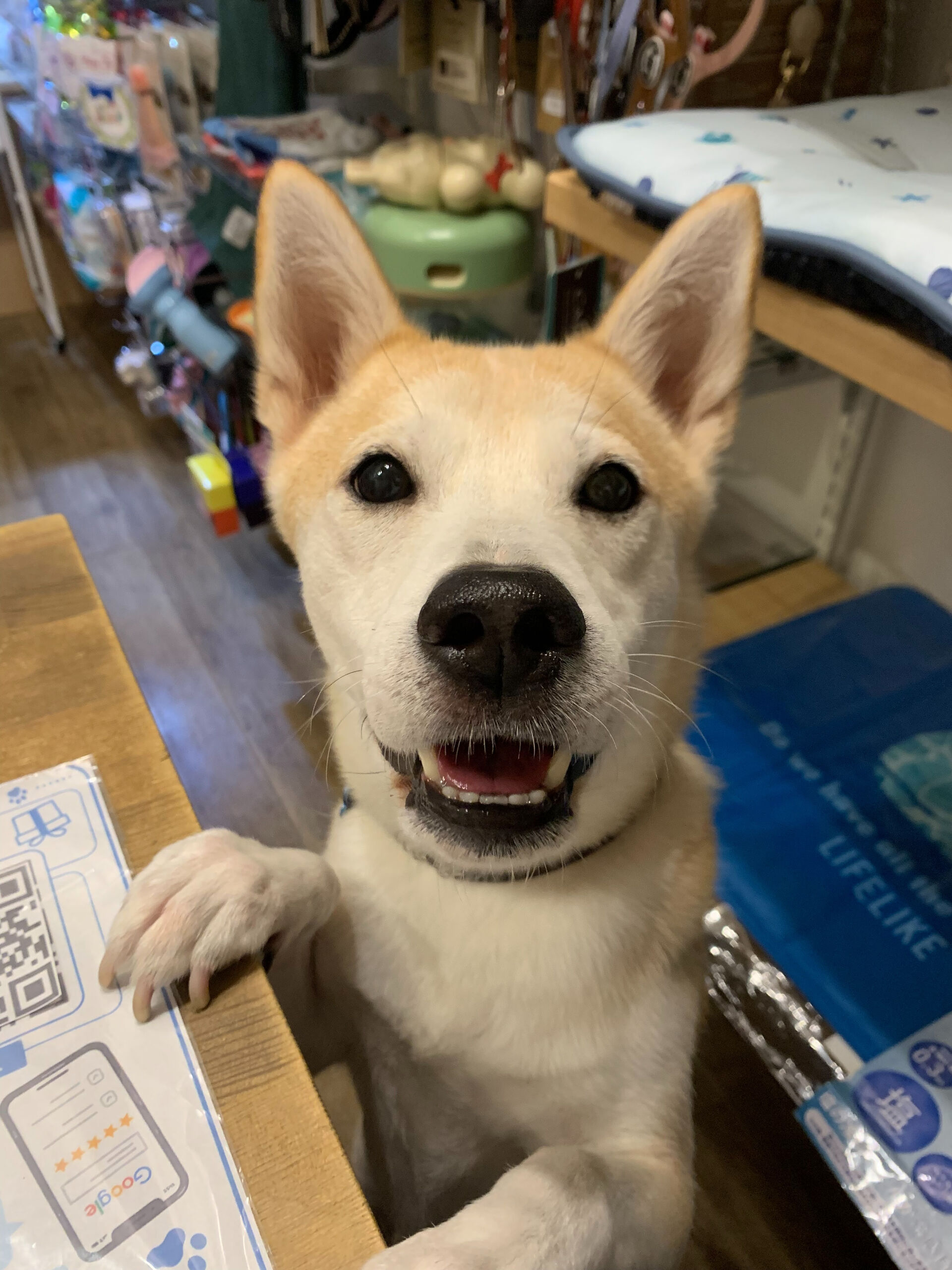 こむぎくん、ご来店ありがとうございます😊