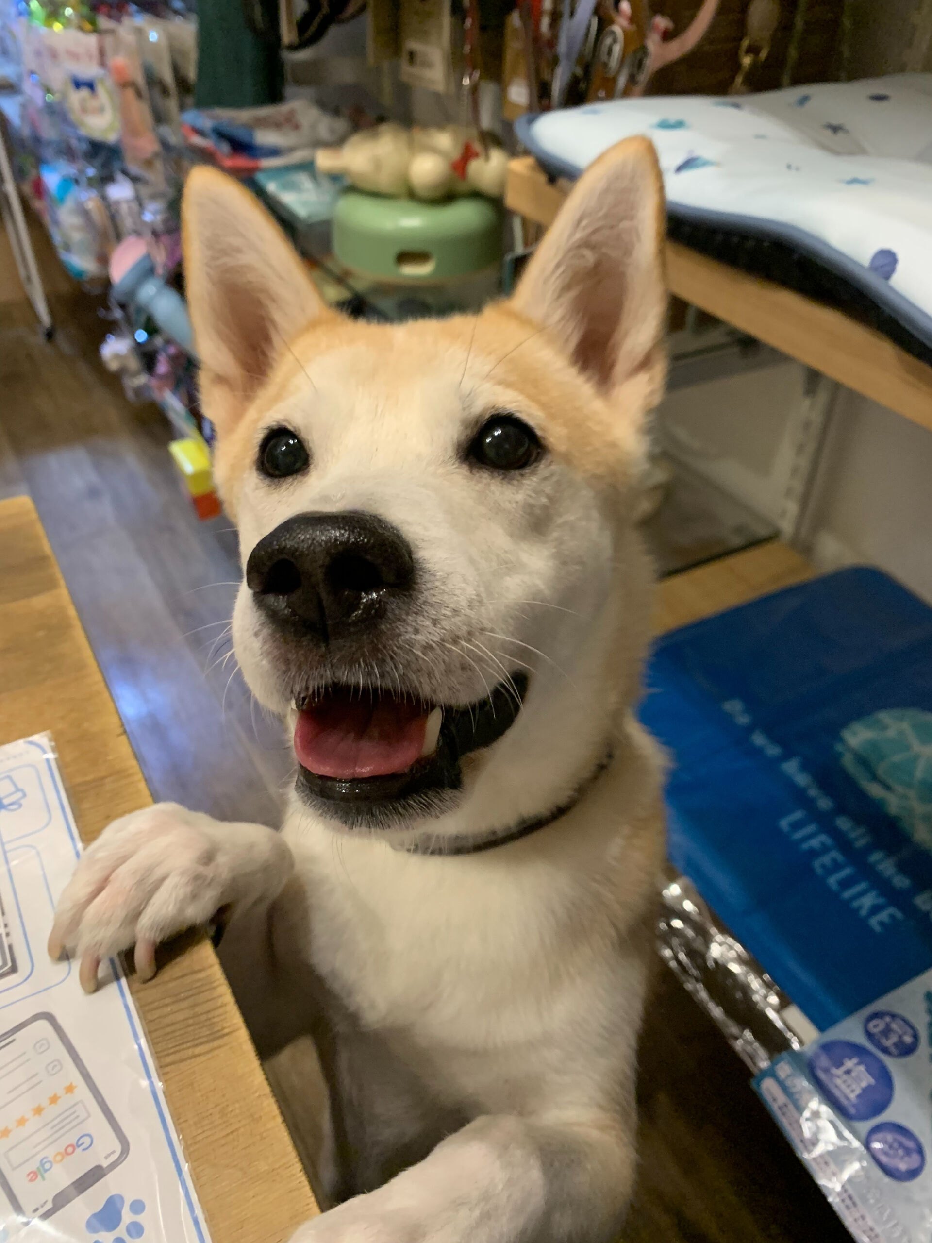 こむぎくん、ご来店ありがとうございます😊