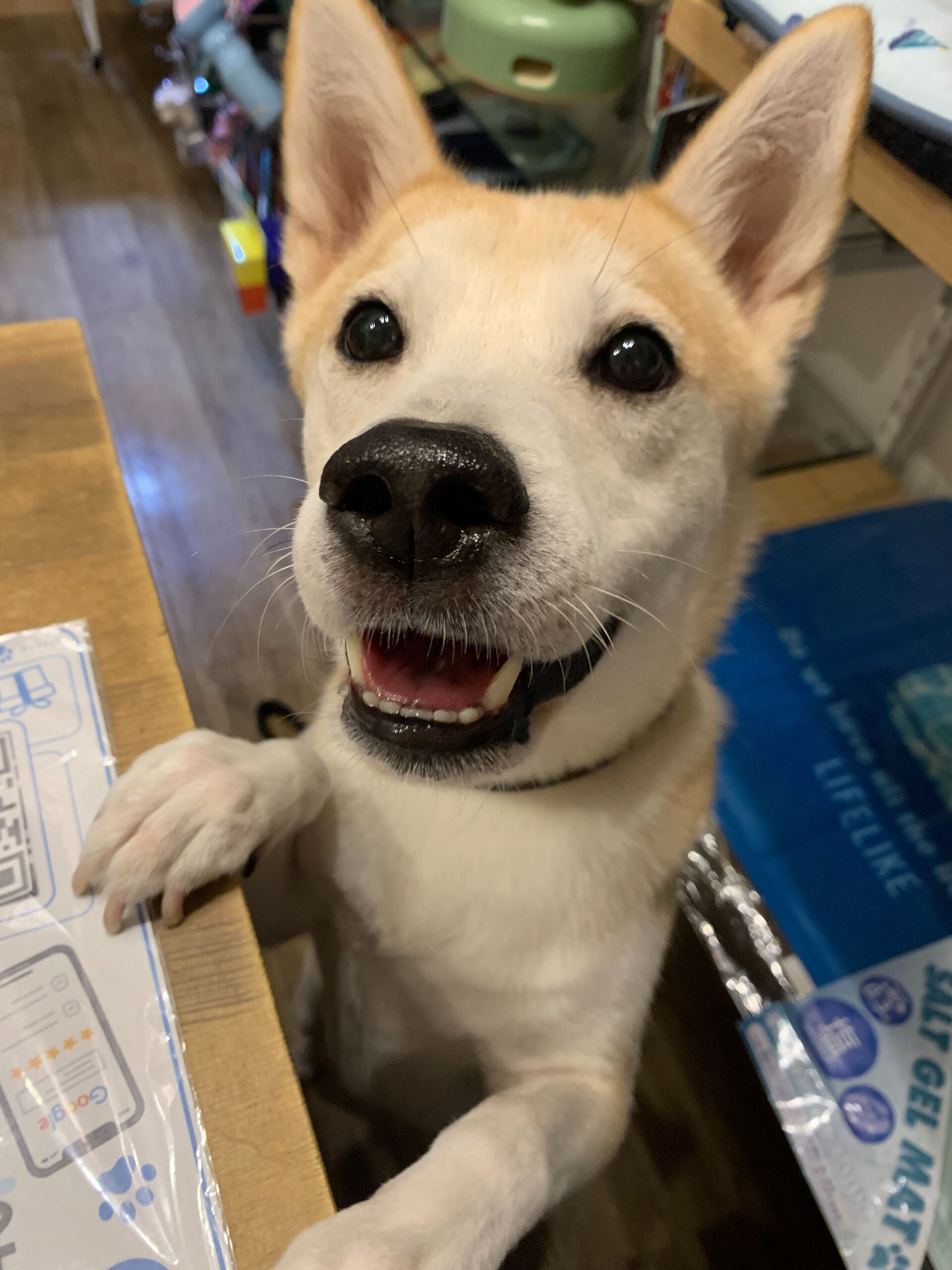 こむぎくん、ご来店ありがとうございます😊