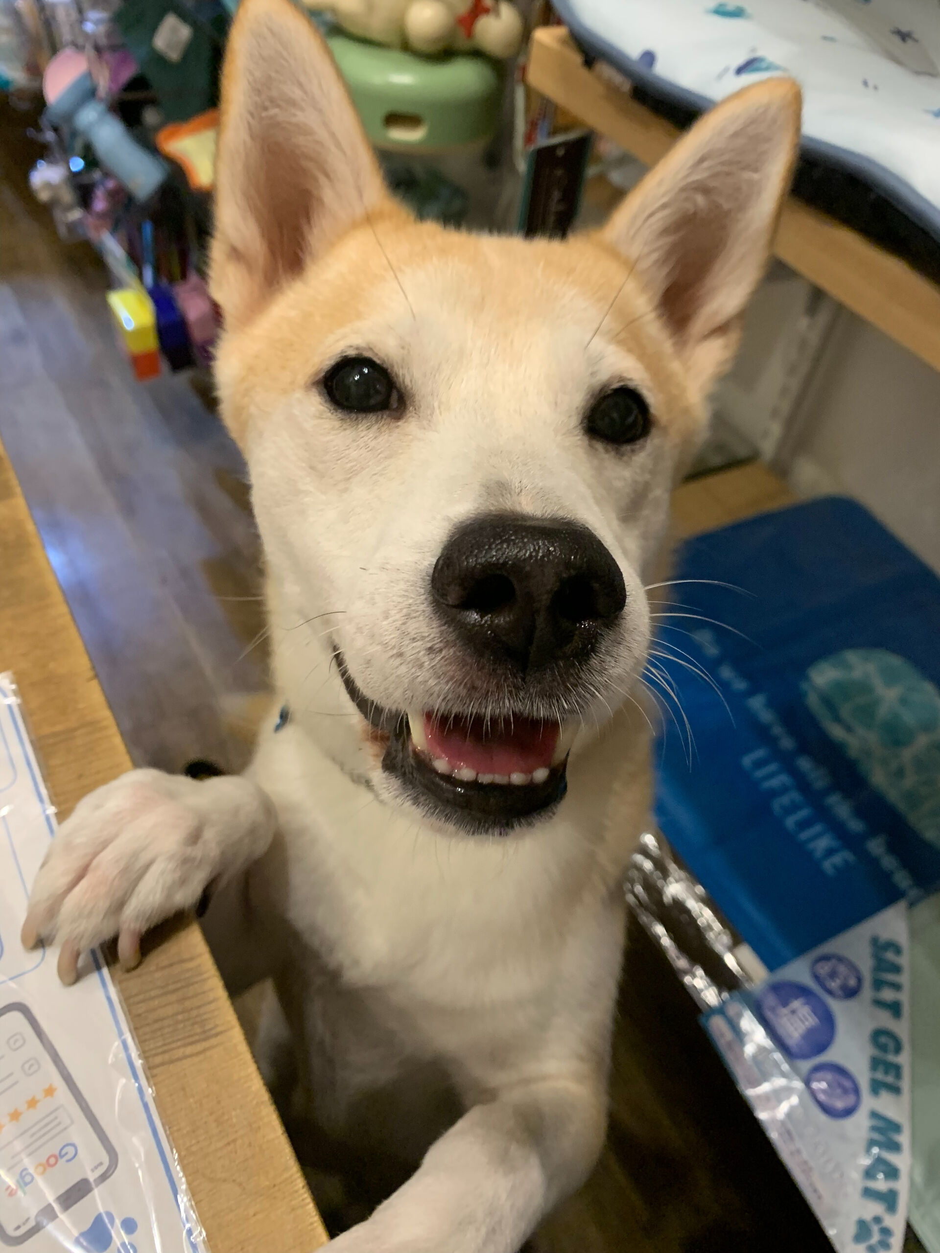 こむぎくん、ご来店ありがとうございます😊