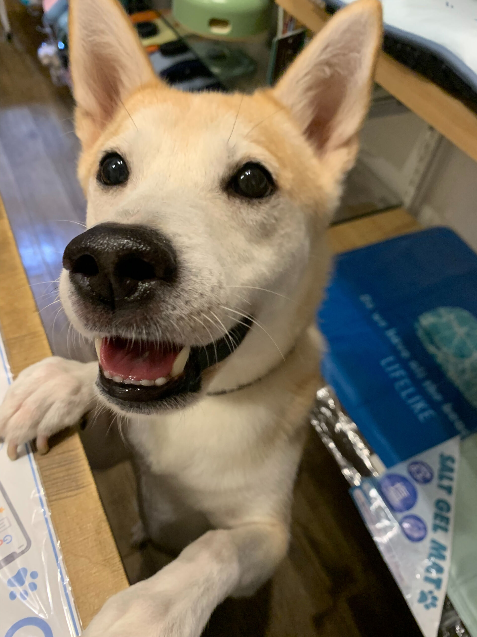 こむぎくん、ご来店ありがとうございます😊