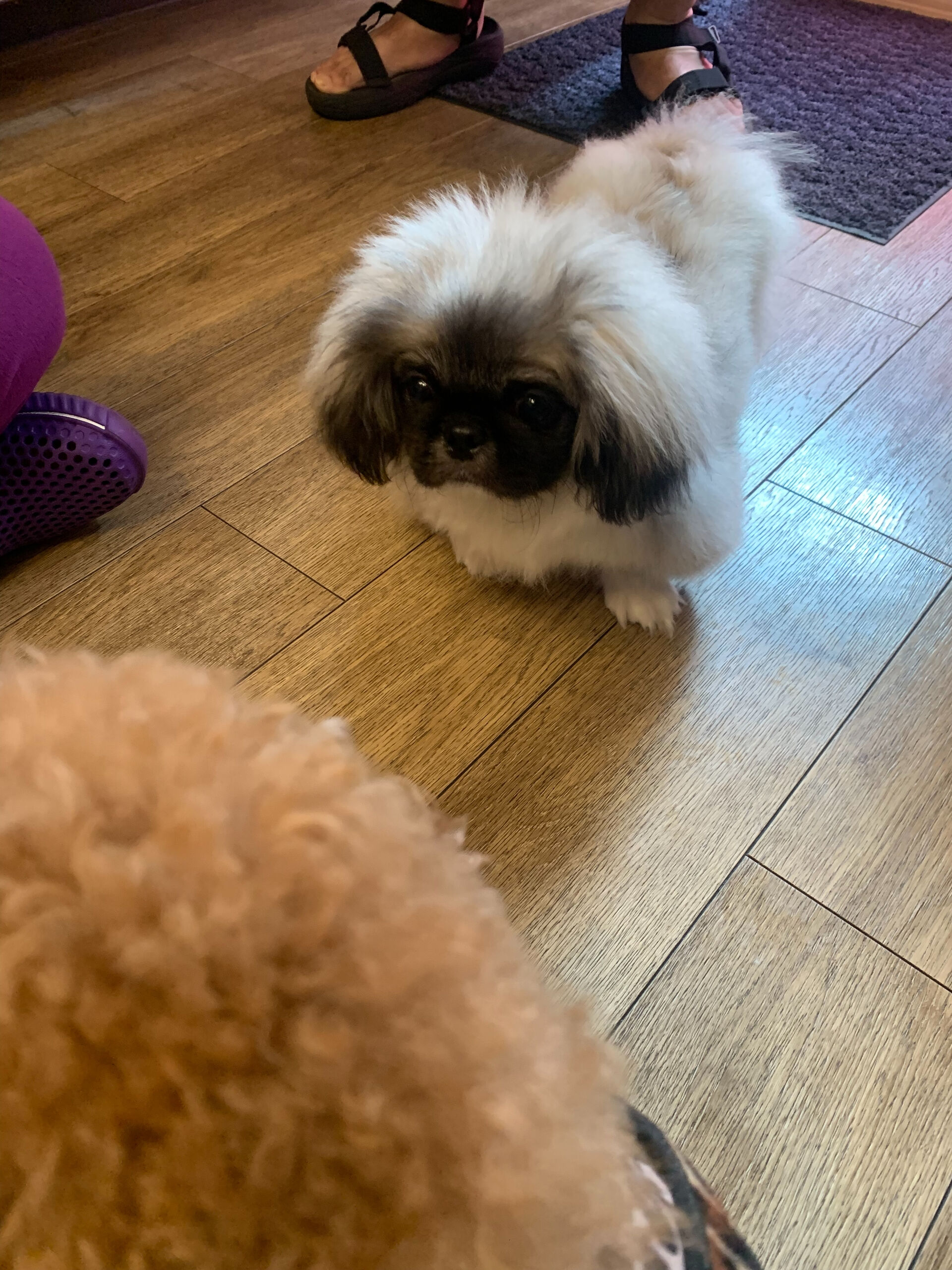 ロハスくん初めまして✨