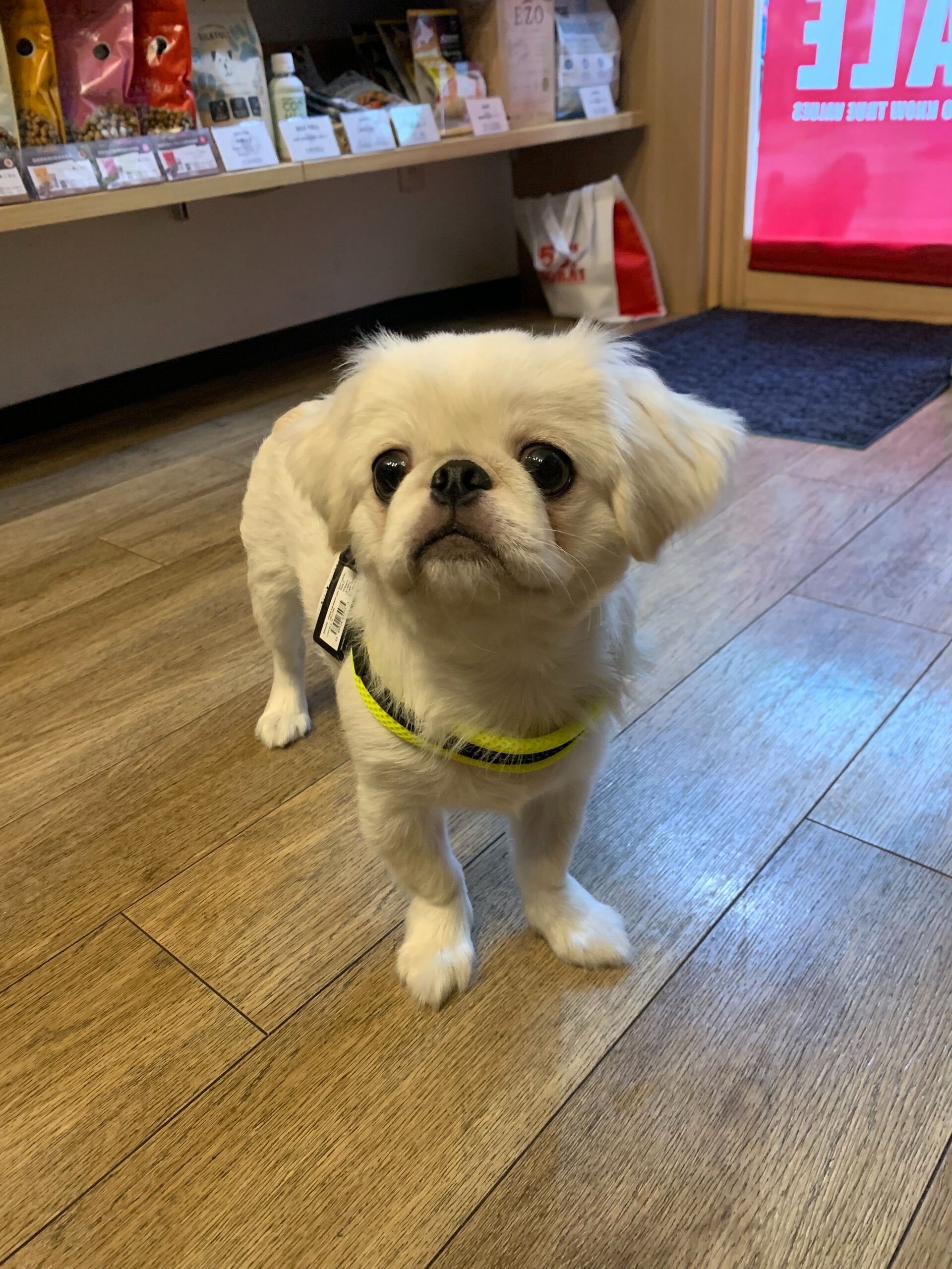 7ヶ月のペキちゃん遊びに来てくれました^ ^