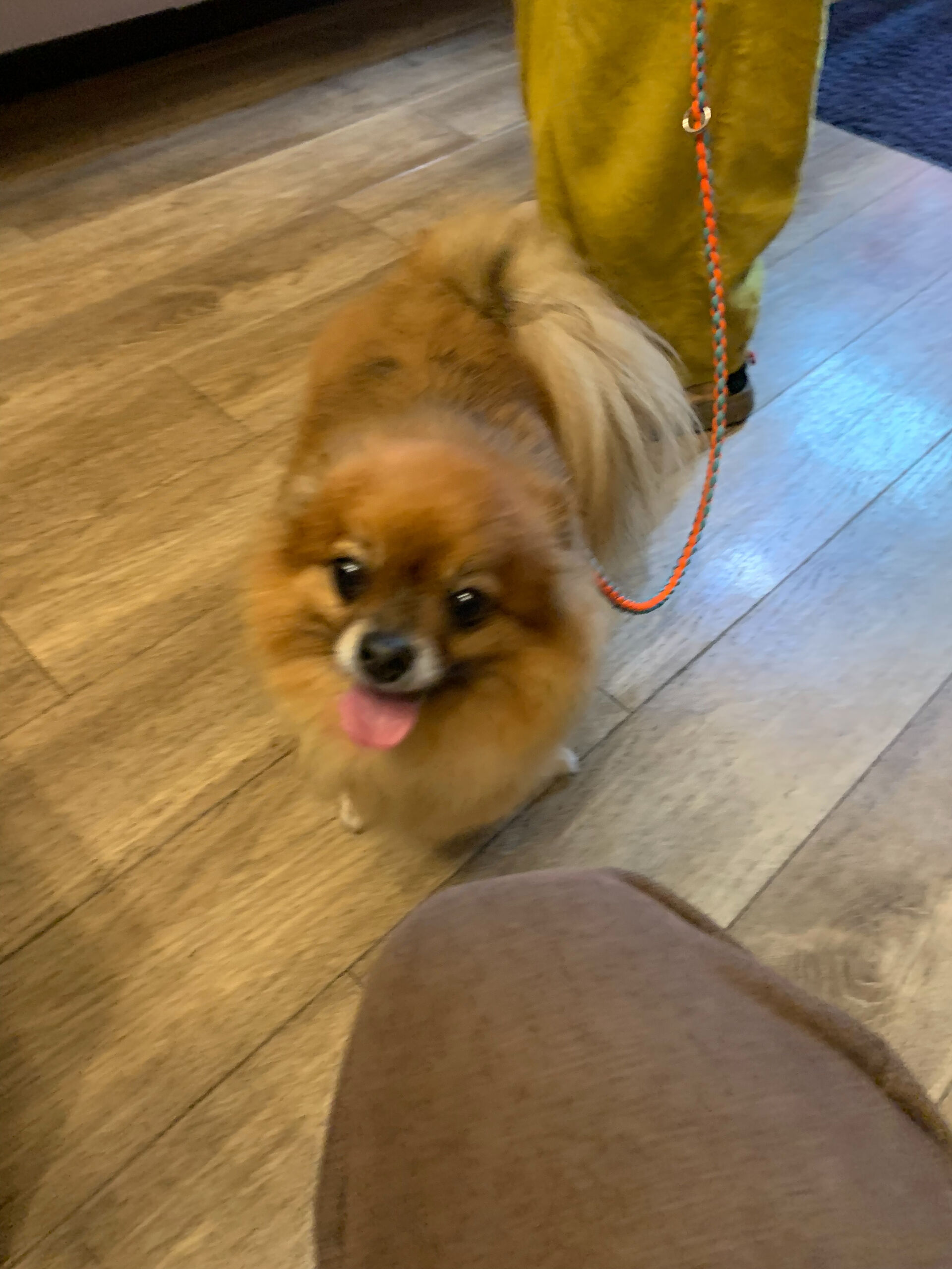 こてつくんご来店ありがとうございます😊