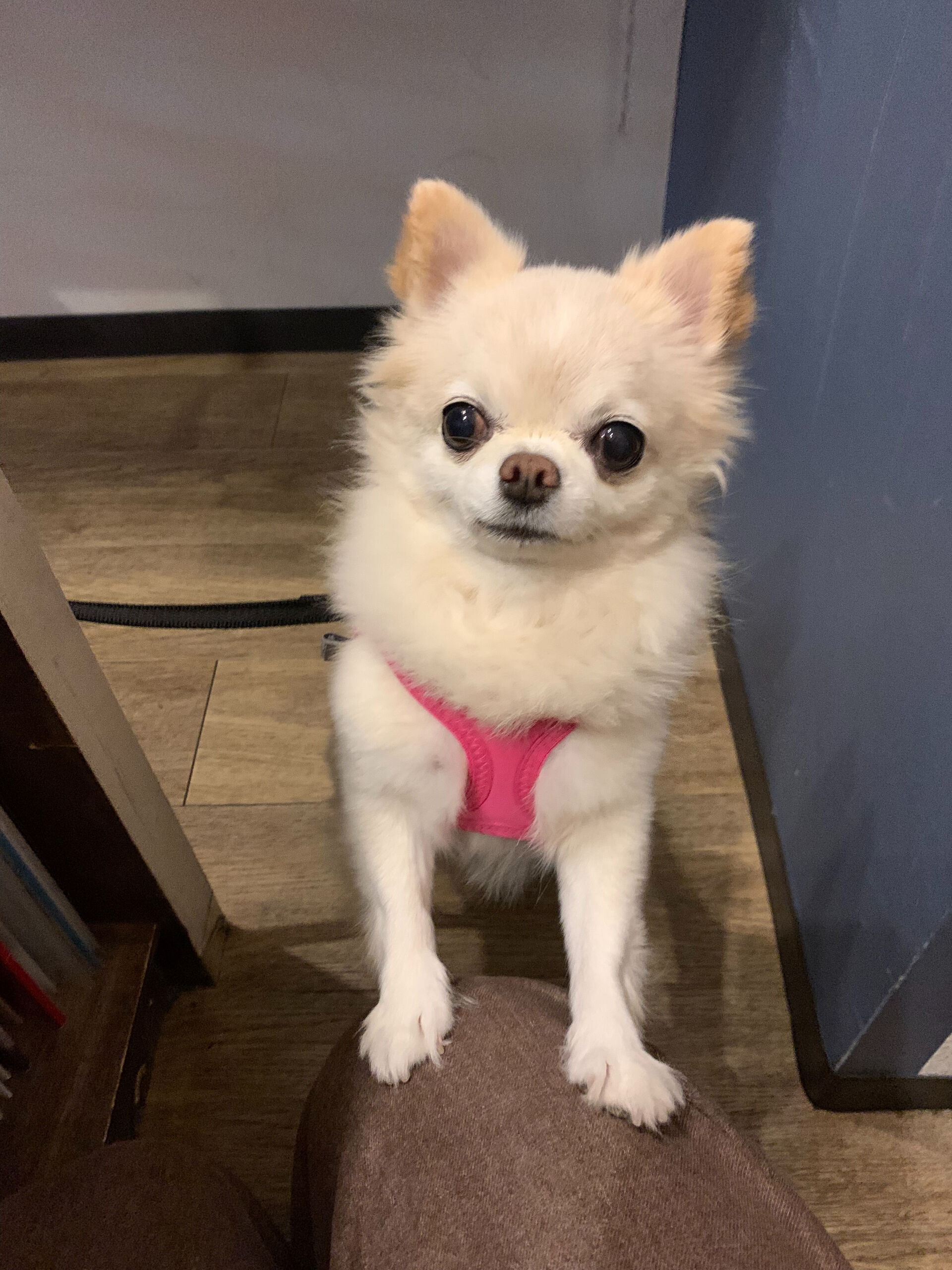 ルルちゃんご来店ありがとうございます😊