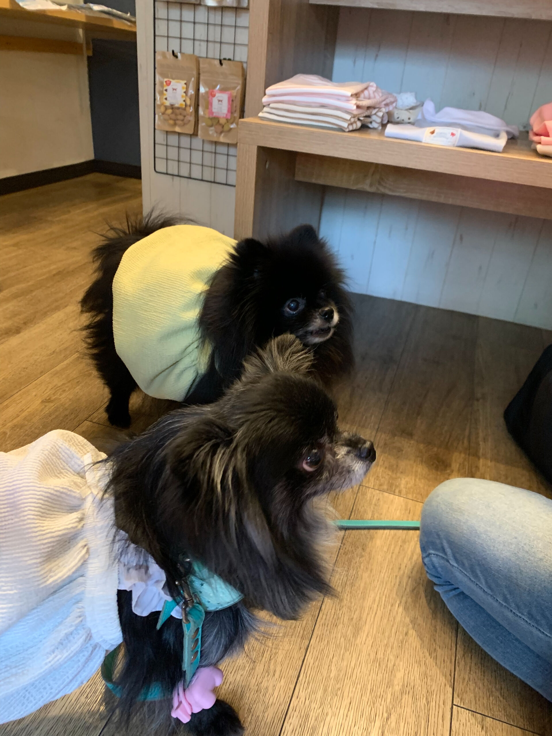 ラナちゃんご来店ありがとうございます😊