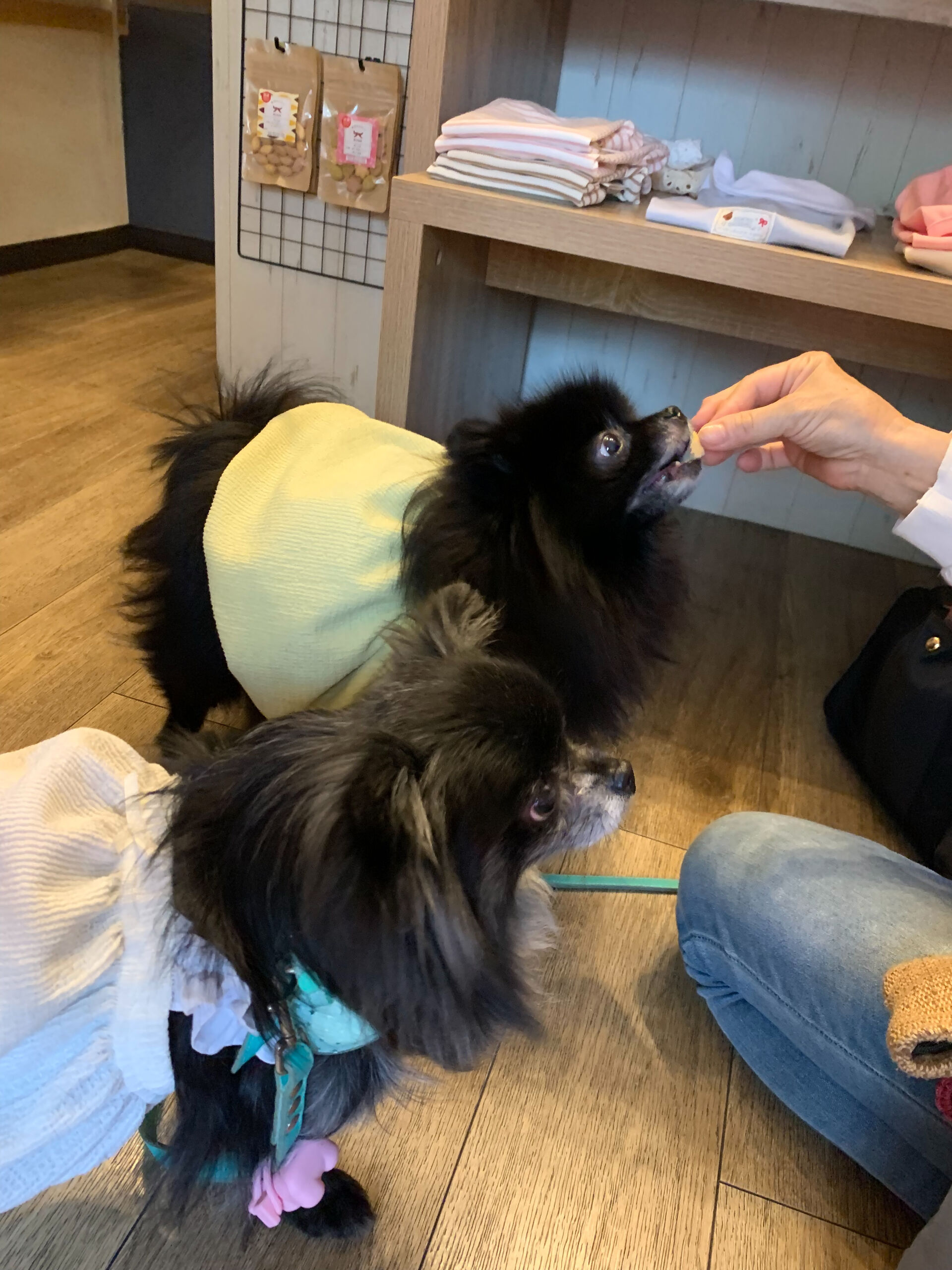 ラナちゃんご来店ありがとうございます😊