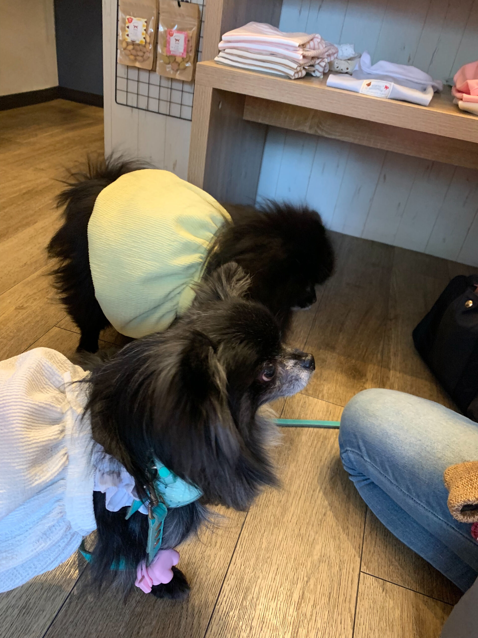 ラナちゃんご来店ありがとうございます😊