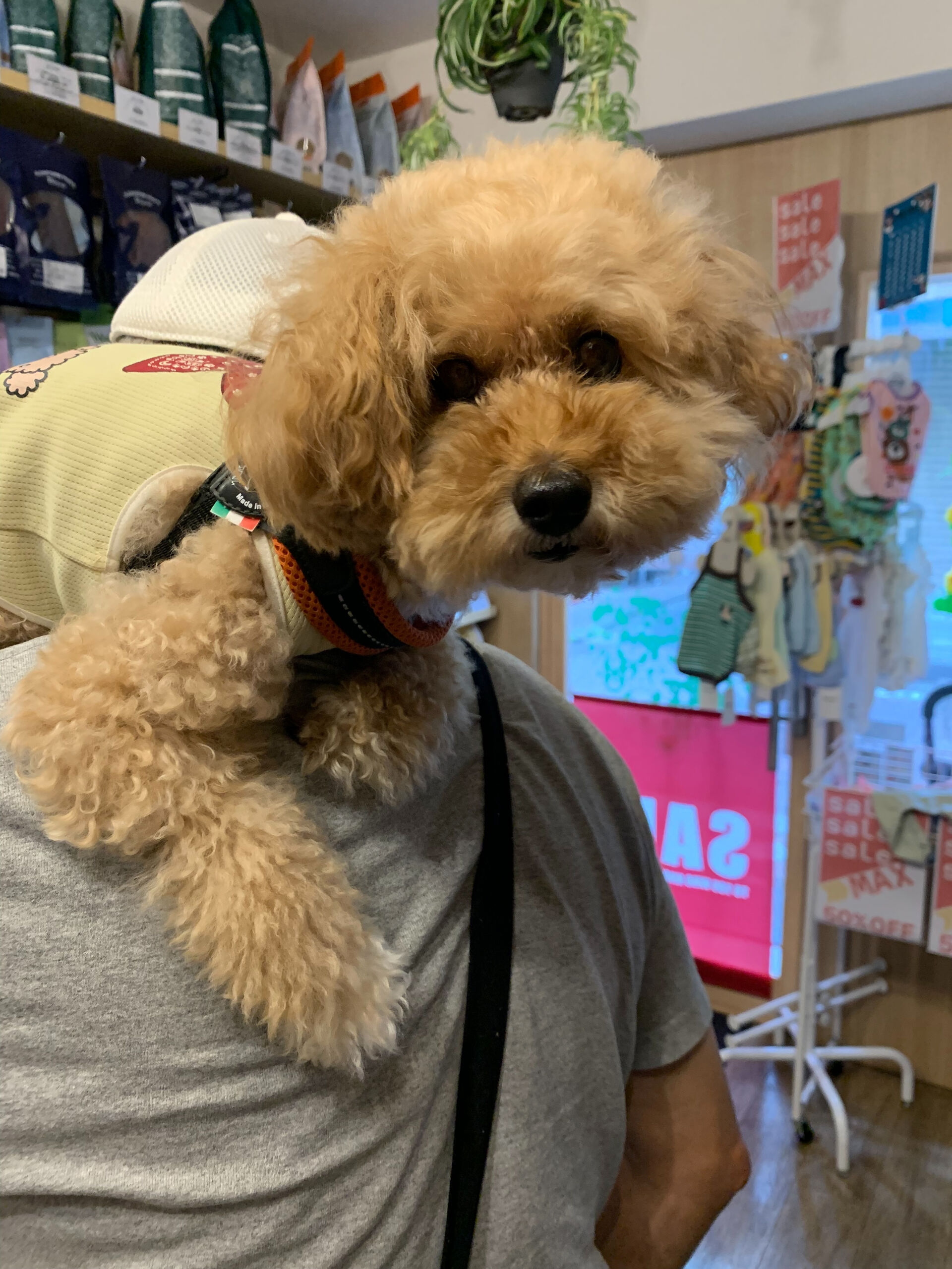 きなこくんご来店ありがとうございます😊