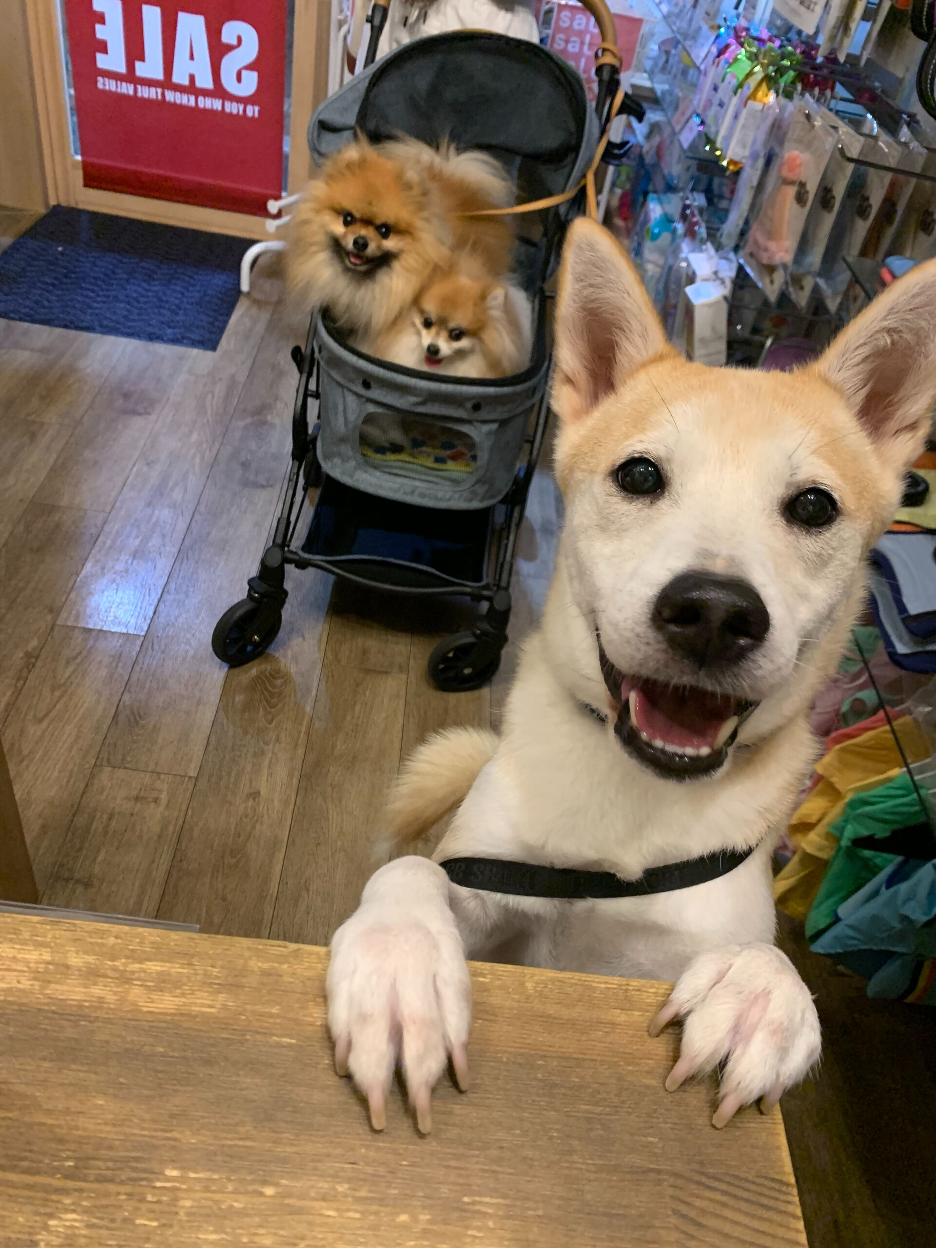 そらくん、ルナちゃん、こむぎくんご来店ありがとうございます😊