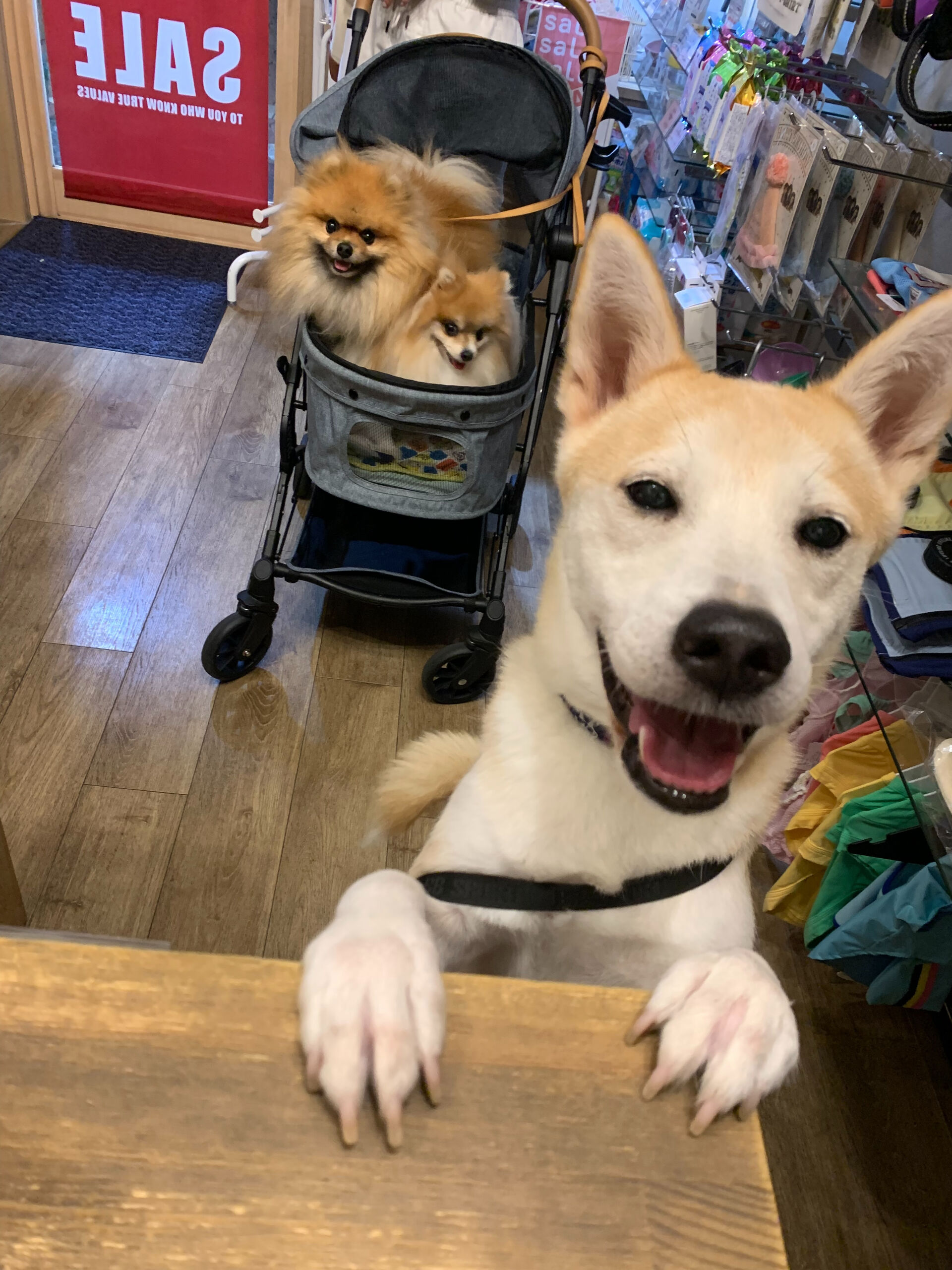 そらくん、ルナちゃん、こむぎくんご来店ありがとうございます😊