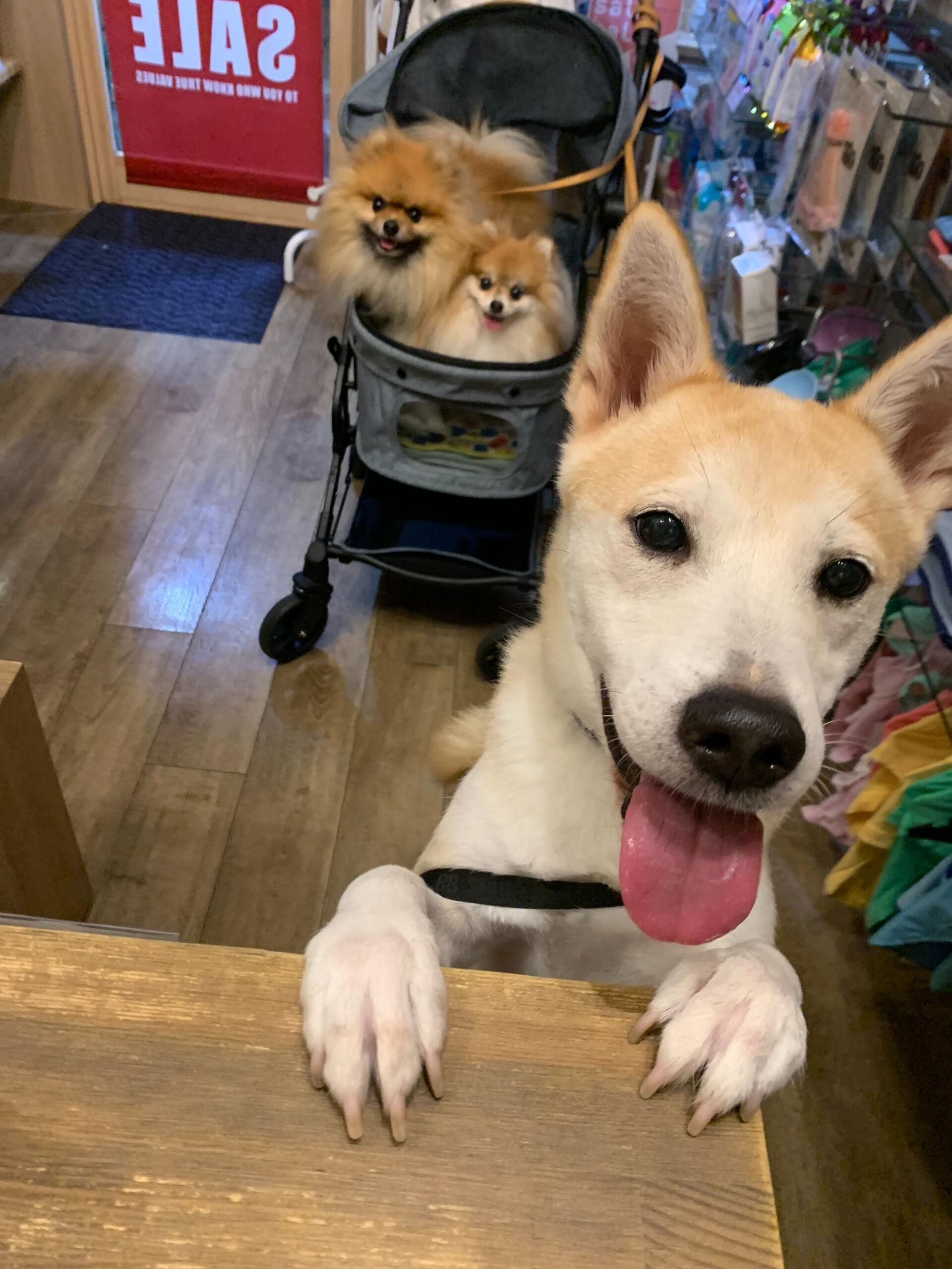 そらくん、ルナちゃん、こむぎくんご来店ありがとうございます😊