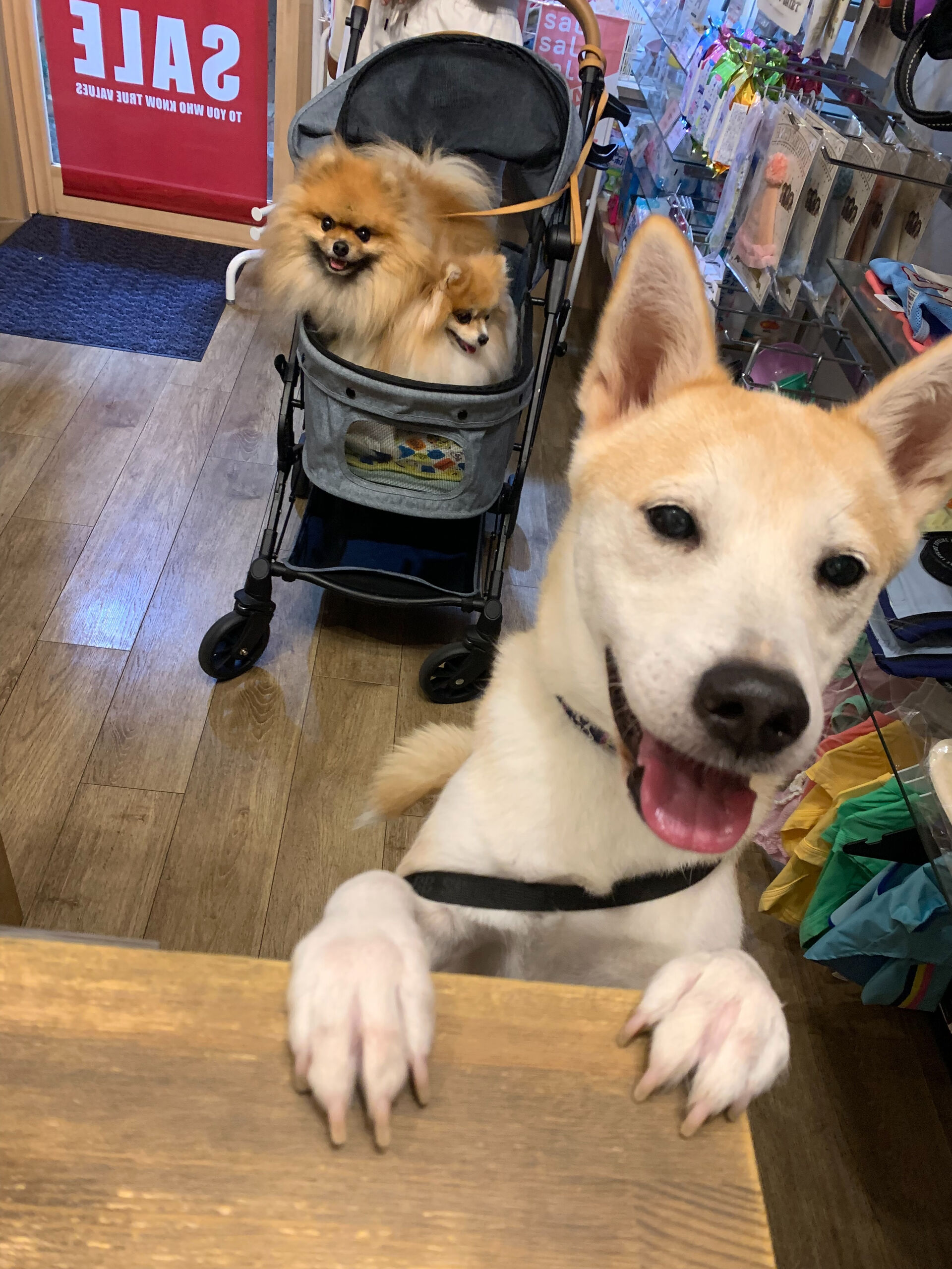 そらくん、ルナちゃん、こむぎくんご来店ありがとうございます😊