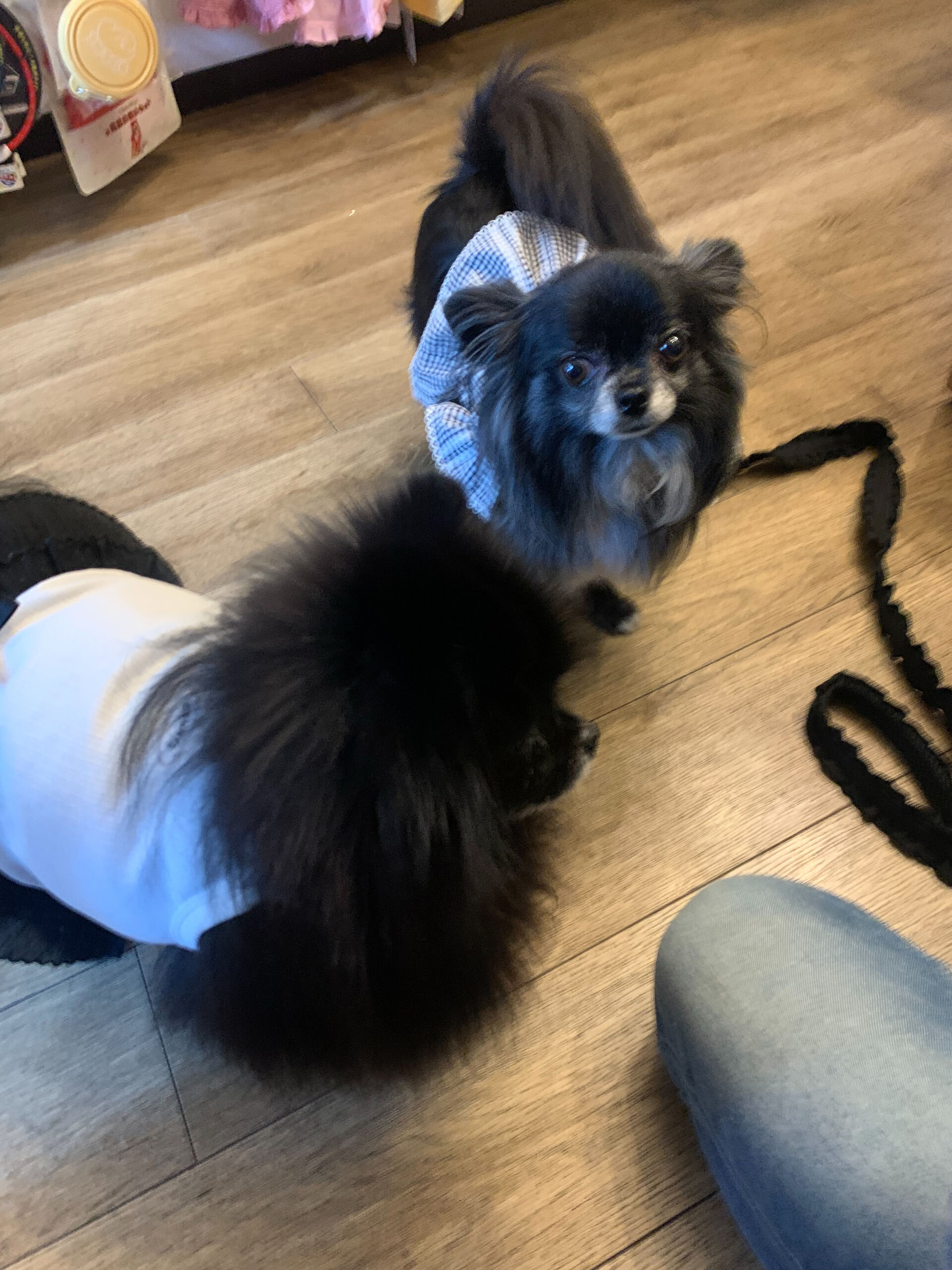 ラナちゃんご来店ありがとうございます😊