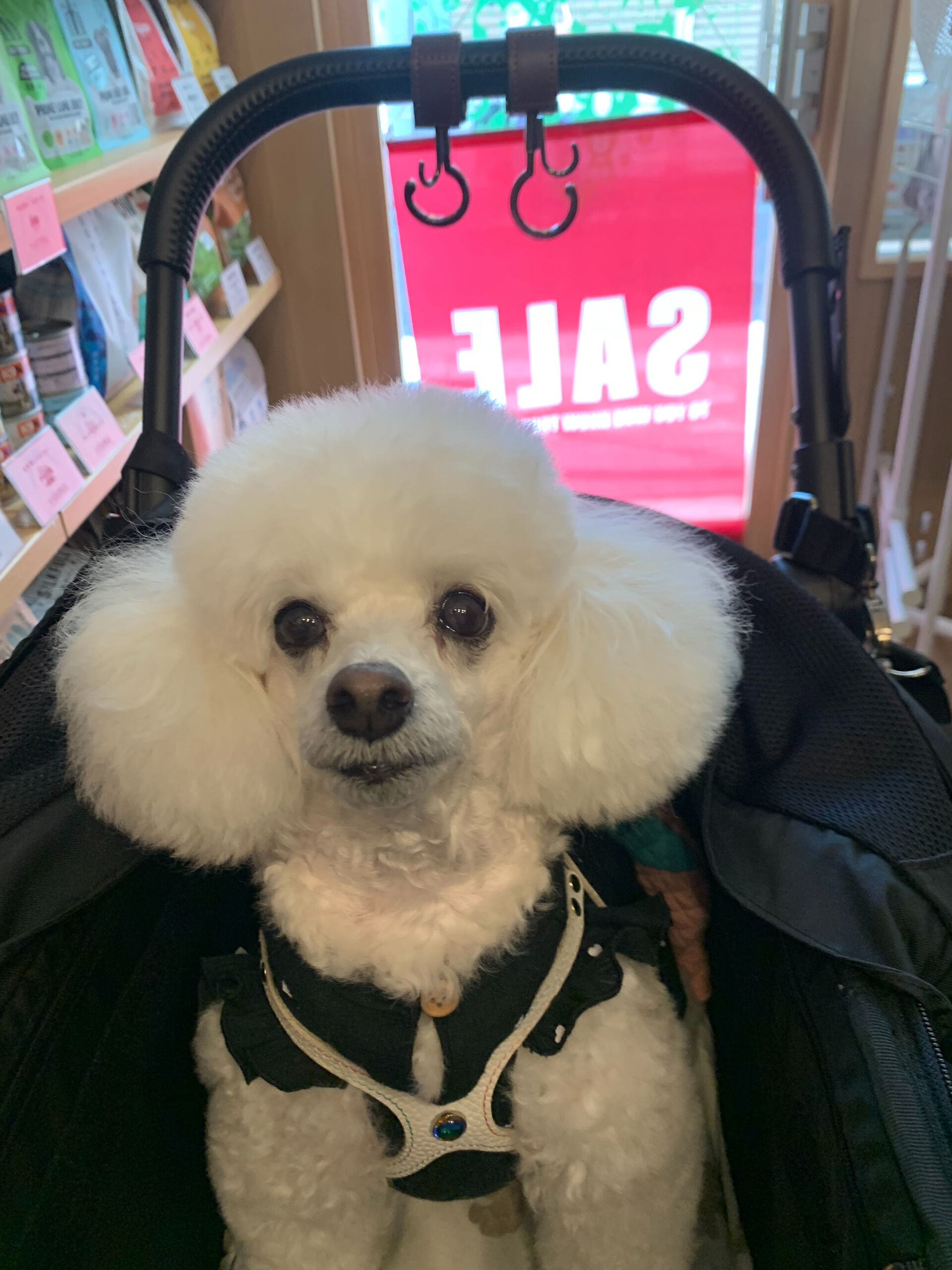 ポンスちゃんご来店ありがとうございます😊