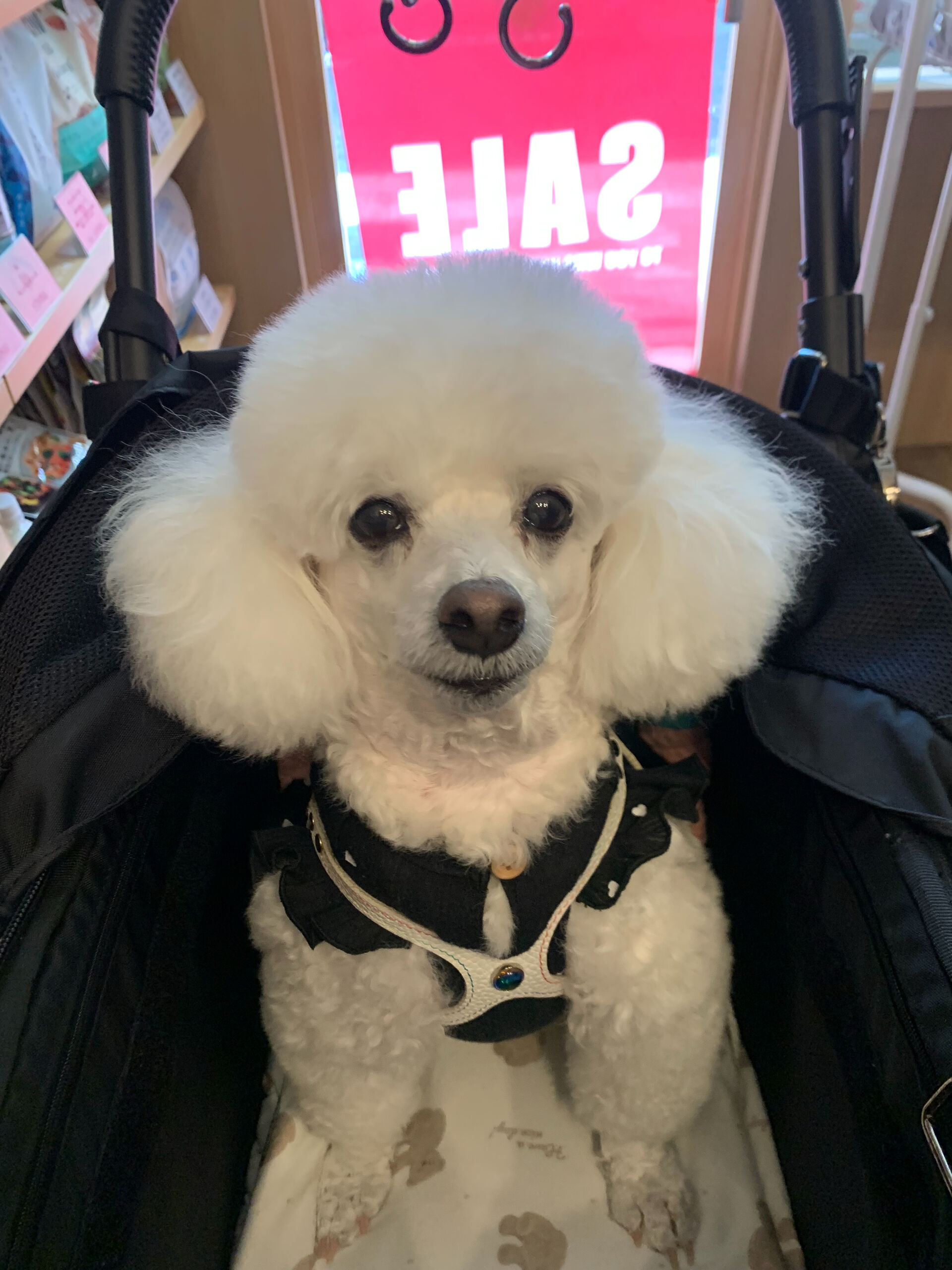 ポンスちゃんご来店ありがとうございます😊