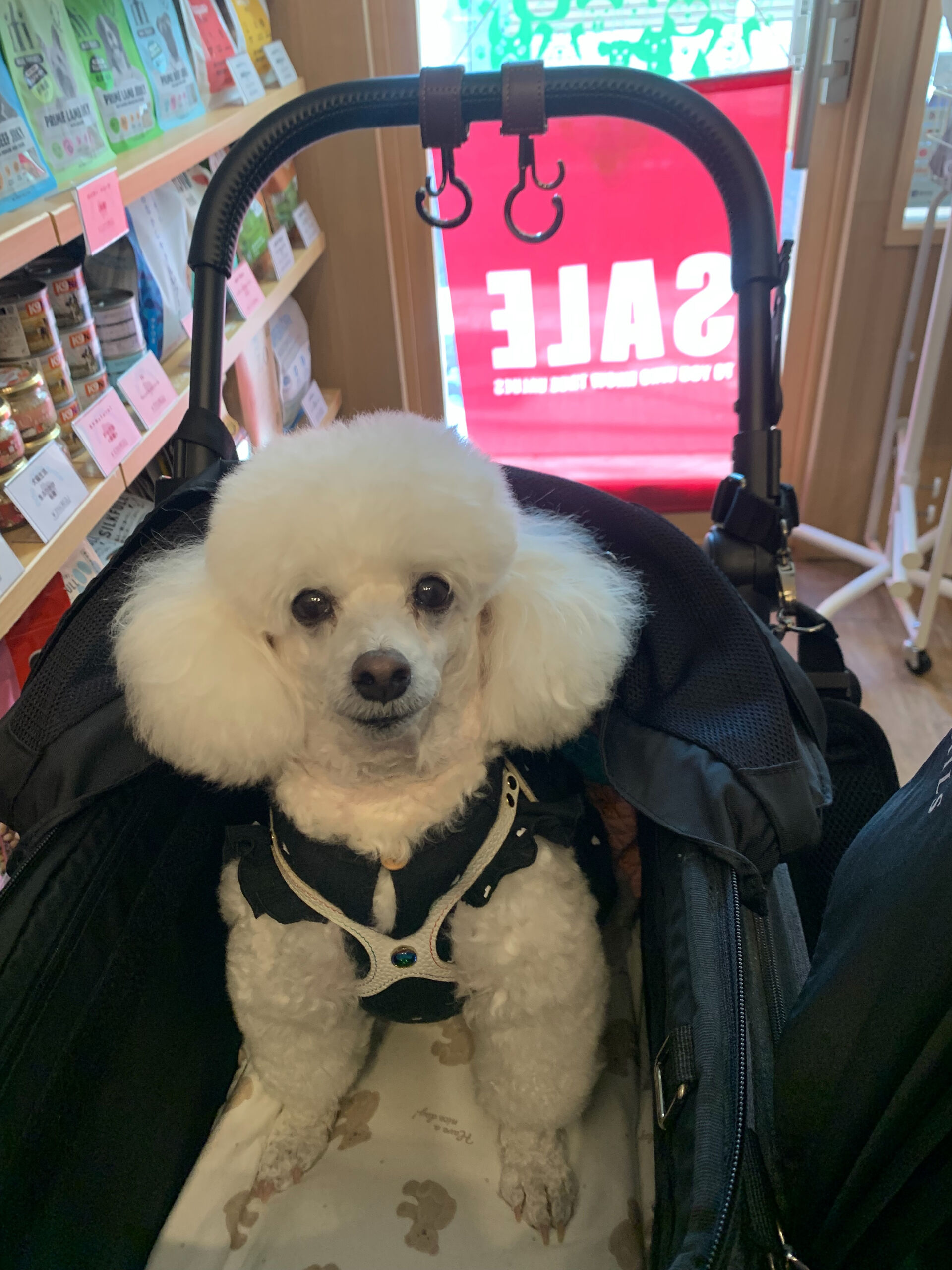 ポンスちゃんご来店ありがとうございます😊