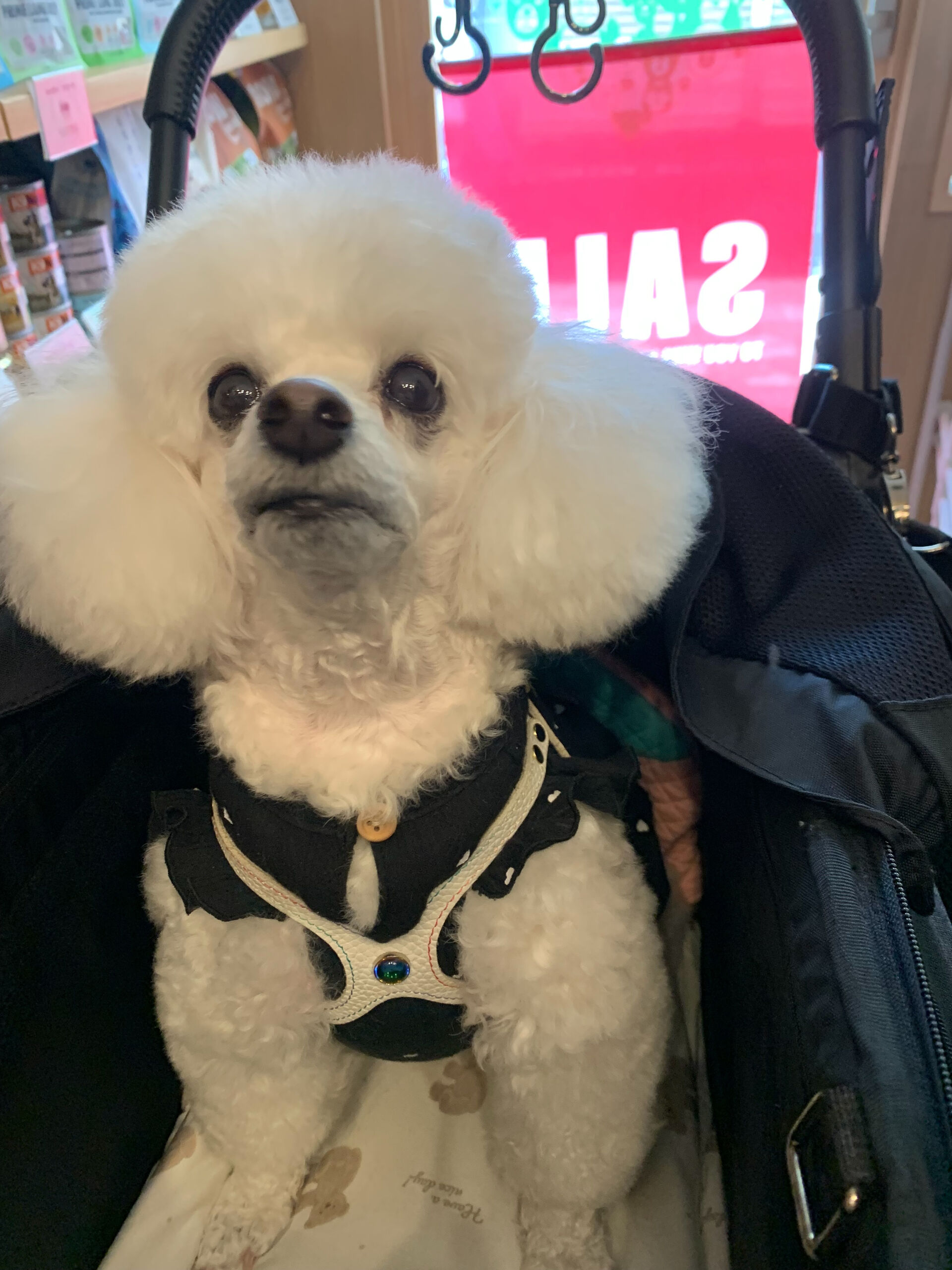 ポンスちゃんご来店ありがとうございます😊