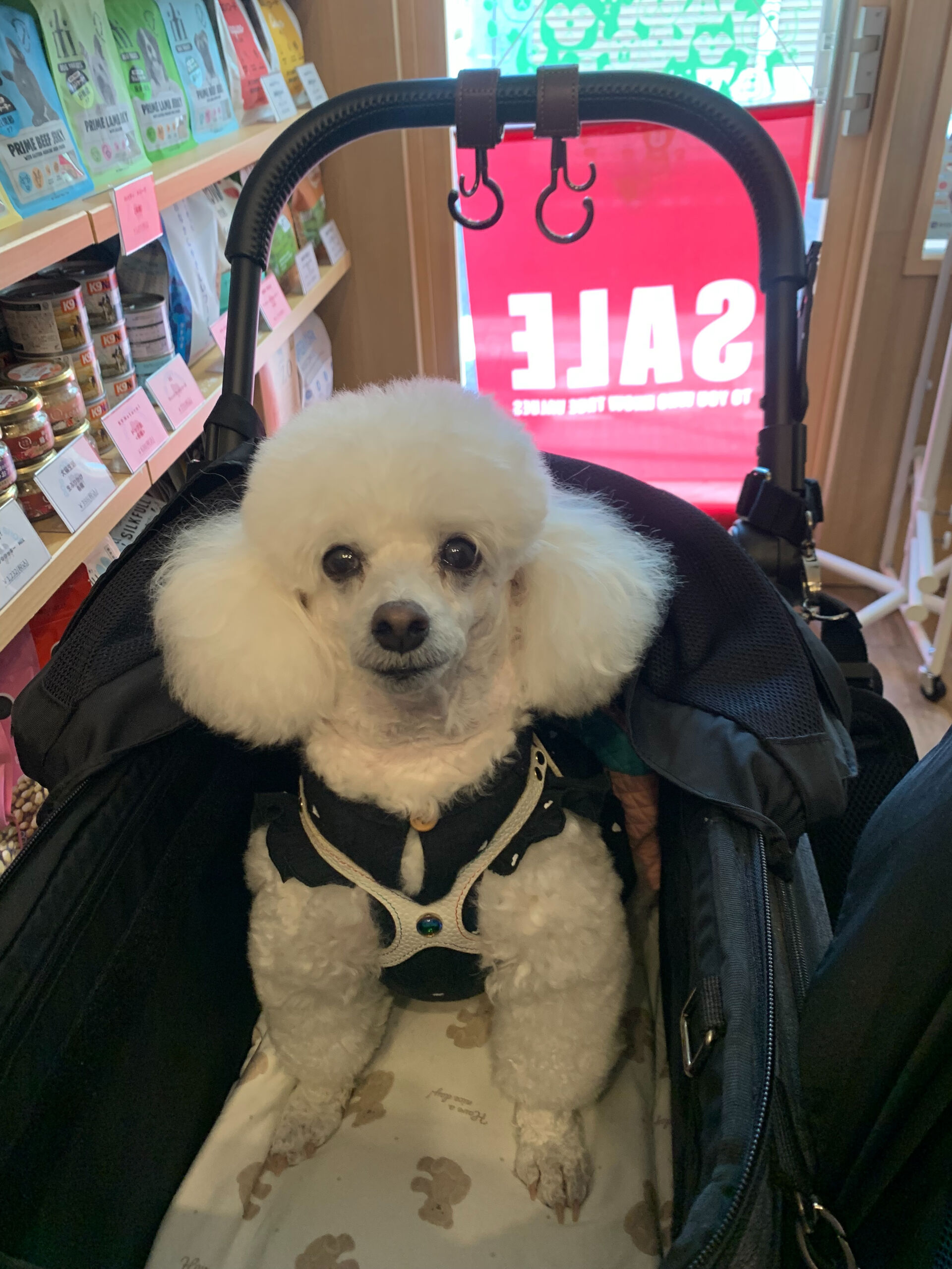 ポンスちゃんご来店ありがとうございます😊