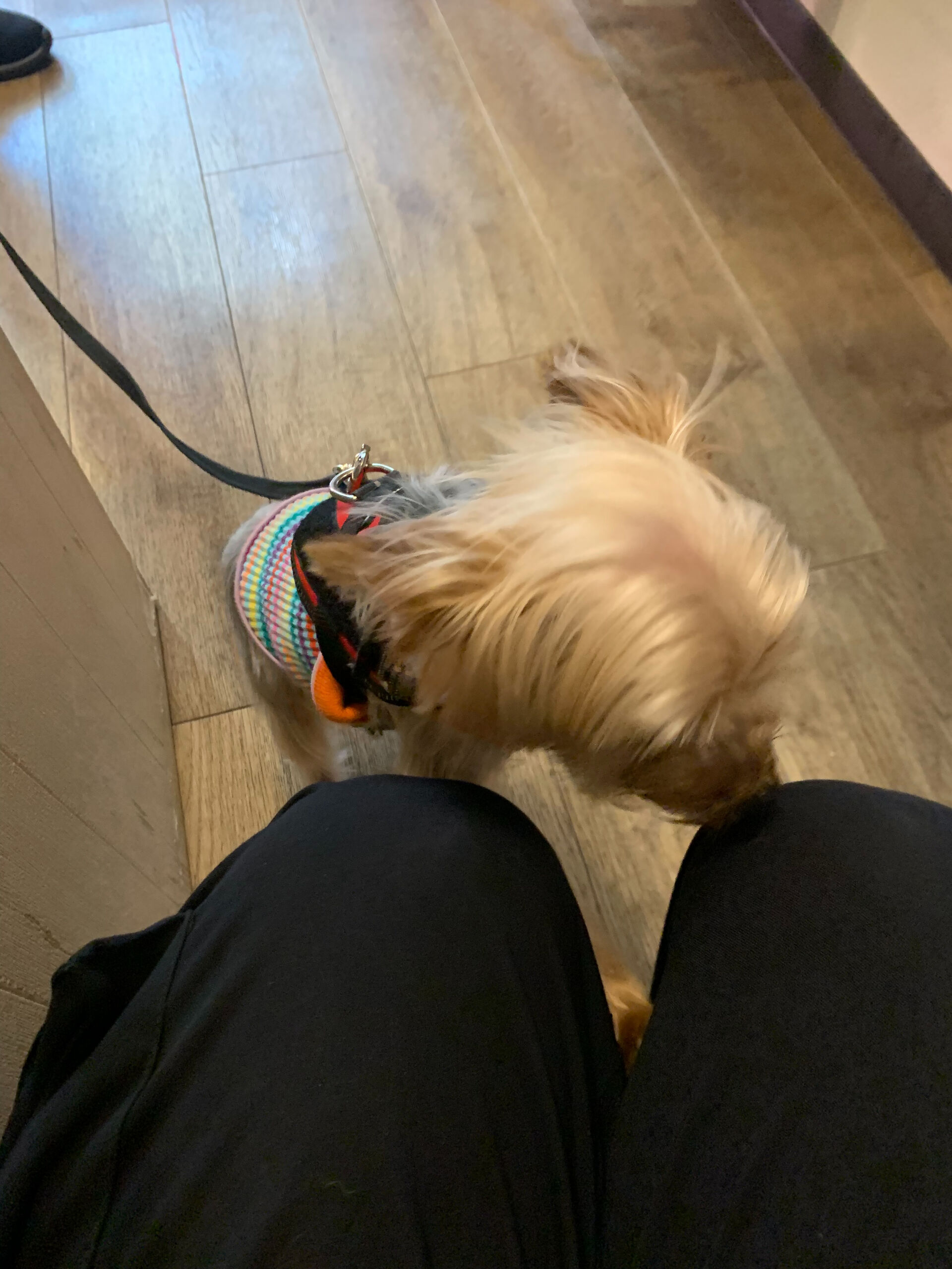 ももちゃんご来店ありがとうございます😊